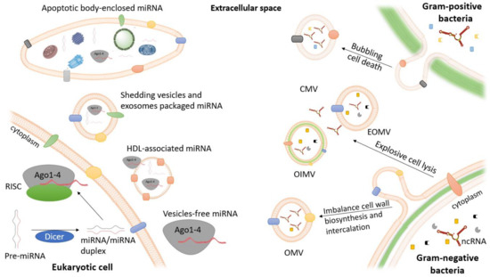 Ijms 21 09634 g001 550