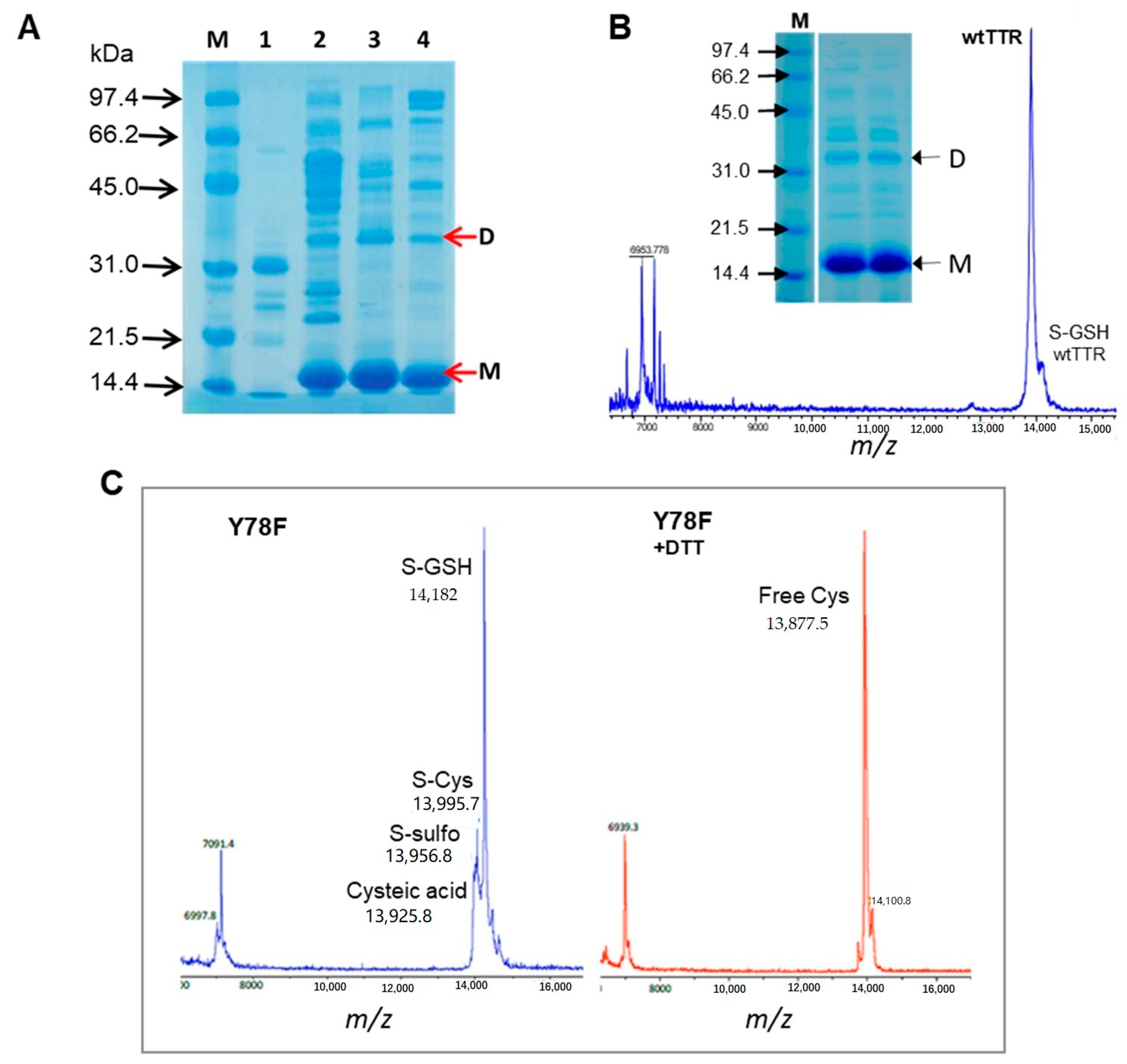 Ijms 21 09640 g001 Ijms 21 09640 g001