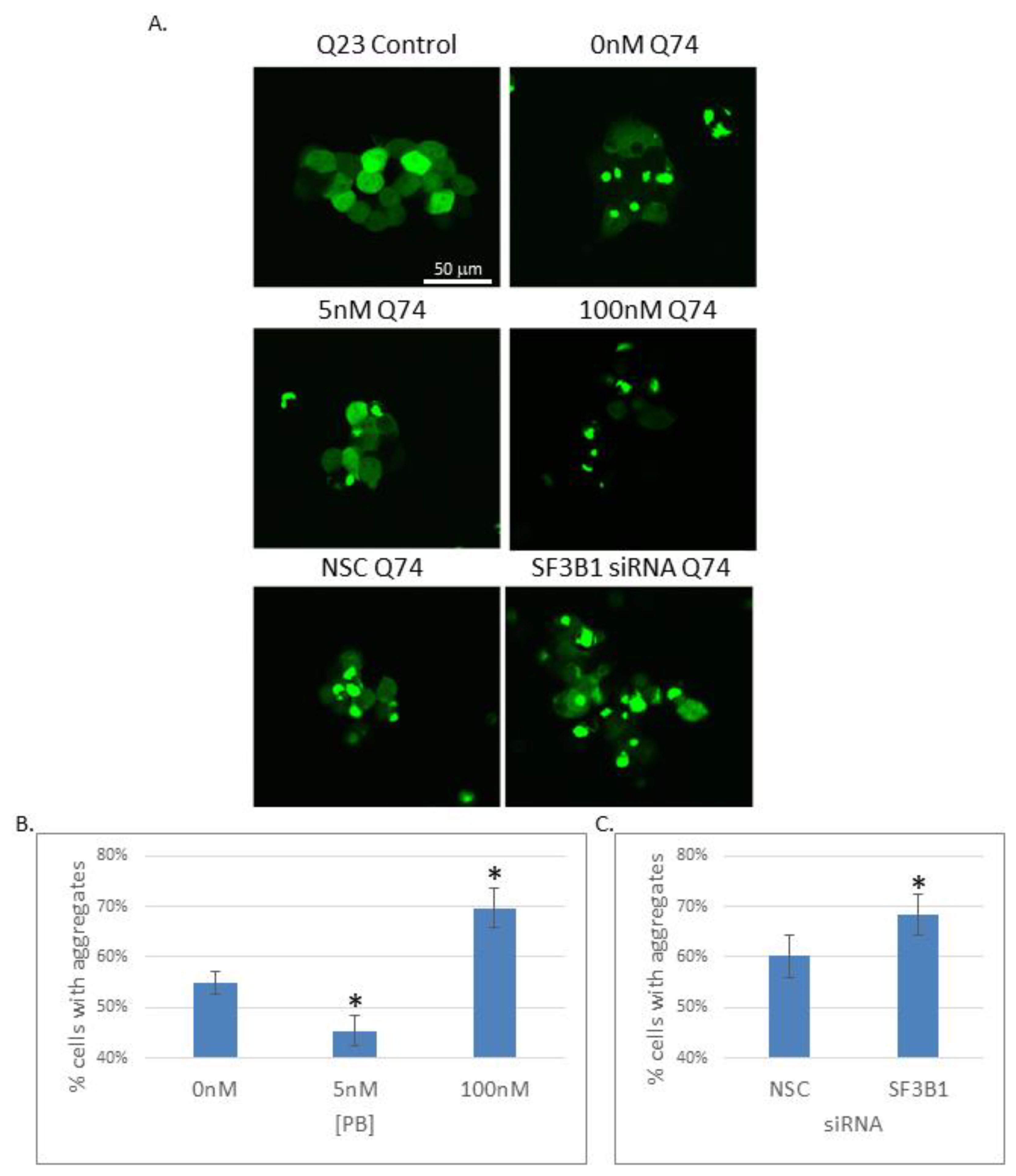 Ijms 21 09641 g006 Ijms 21 09641 g006