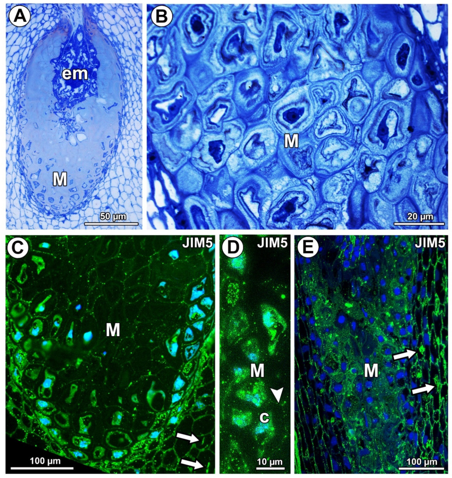 Ijms 21 09642 g001 Ijms 21 09642 g001