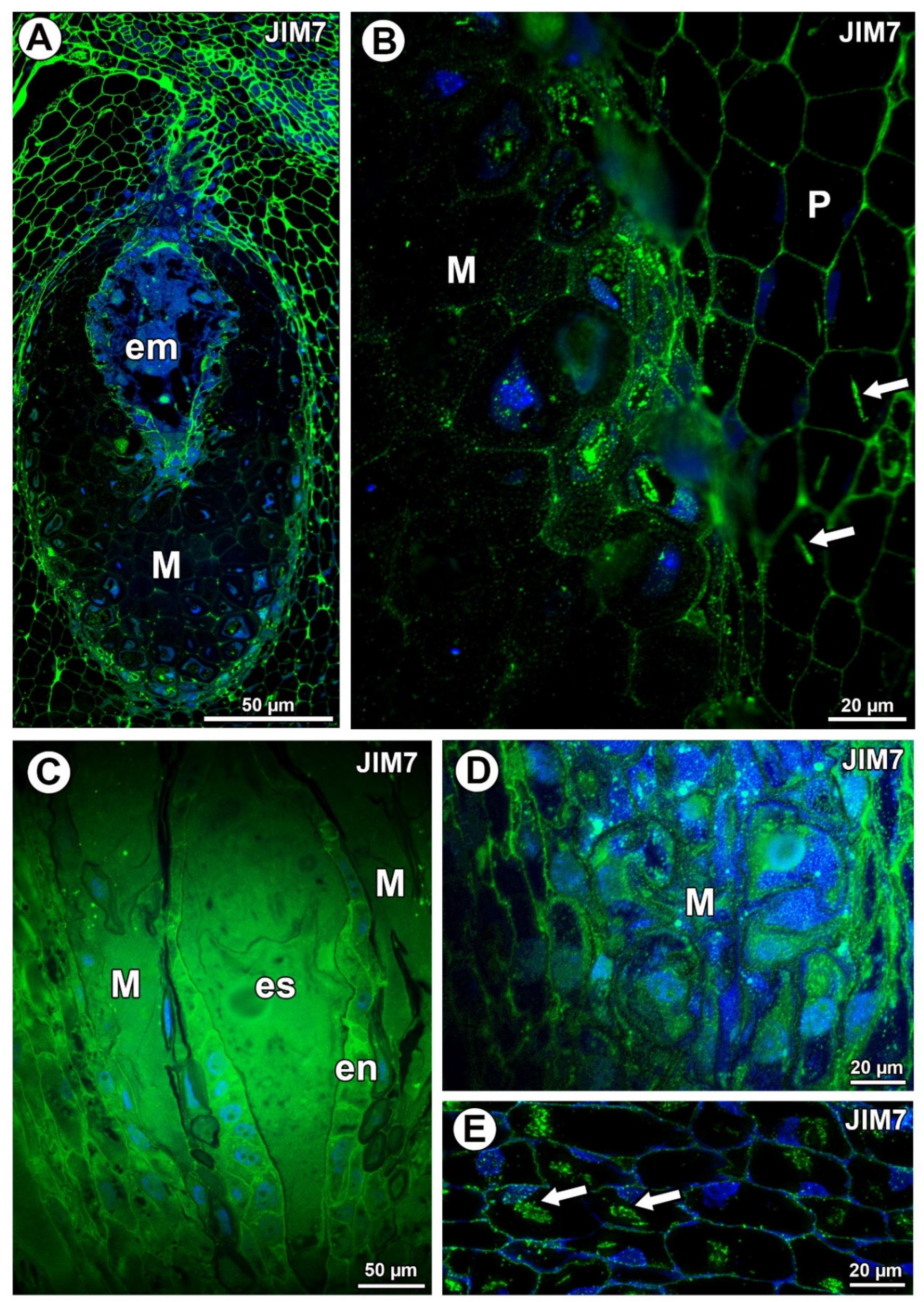 Ijms 21 09642 g002 Ijms 21 09642 g002