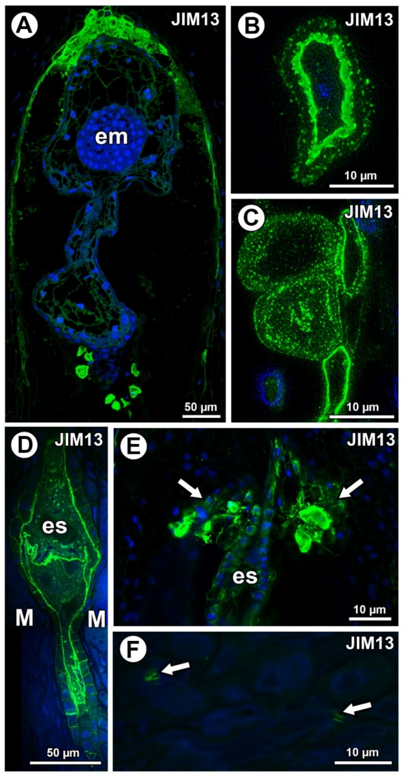 Ijms 21 09642 g004 Ijms 21 09642 g004