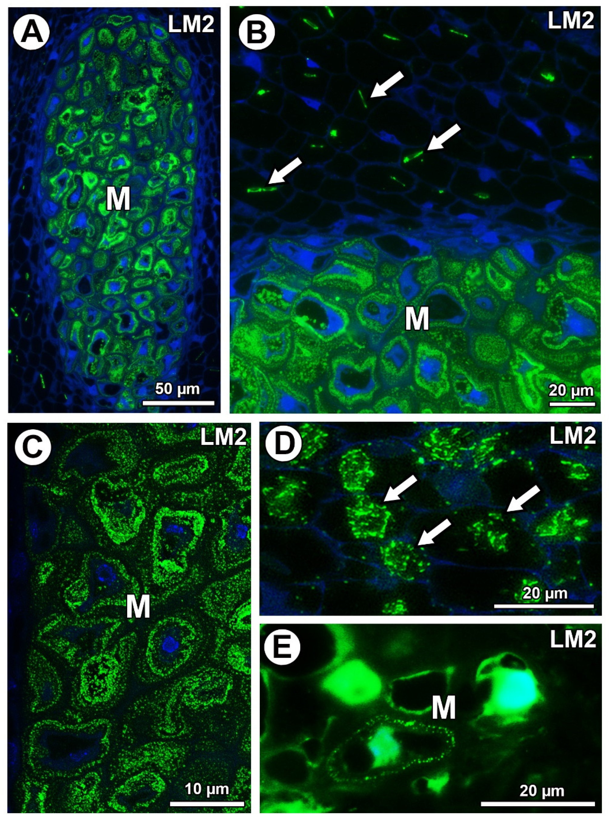 Ijms 21 09642 g007 Ijms 21 09642 g007