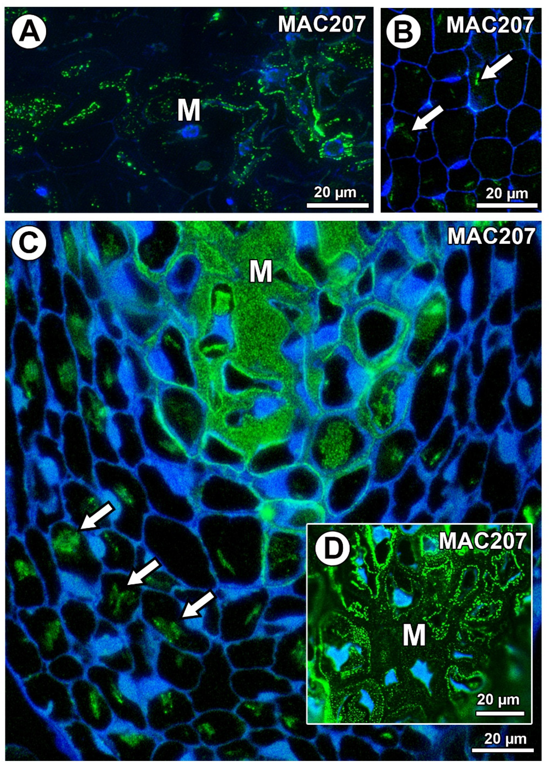 Ijms 21 09642 g008 Ijms 21 09642 g008