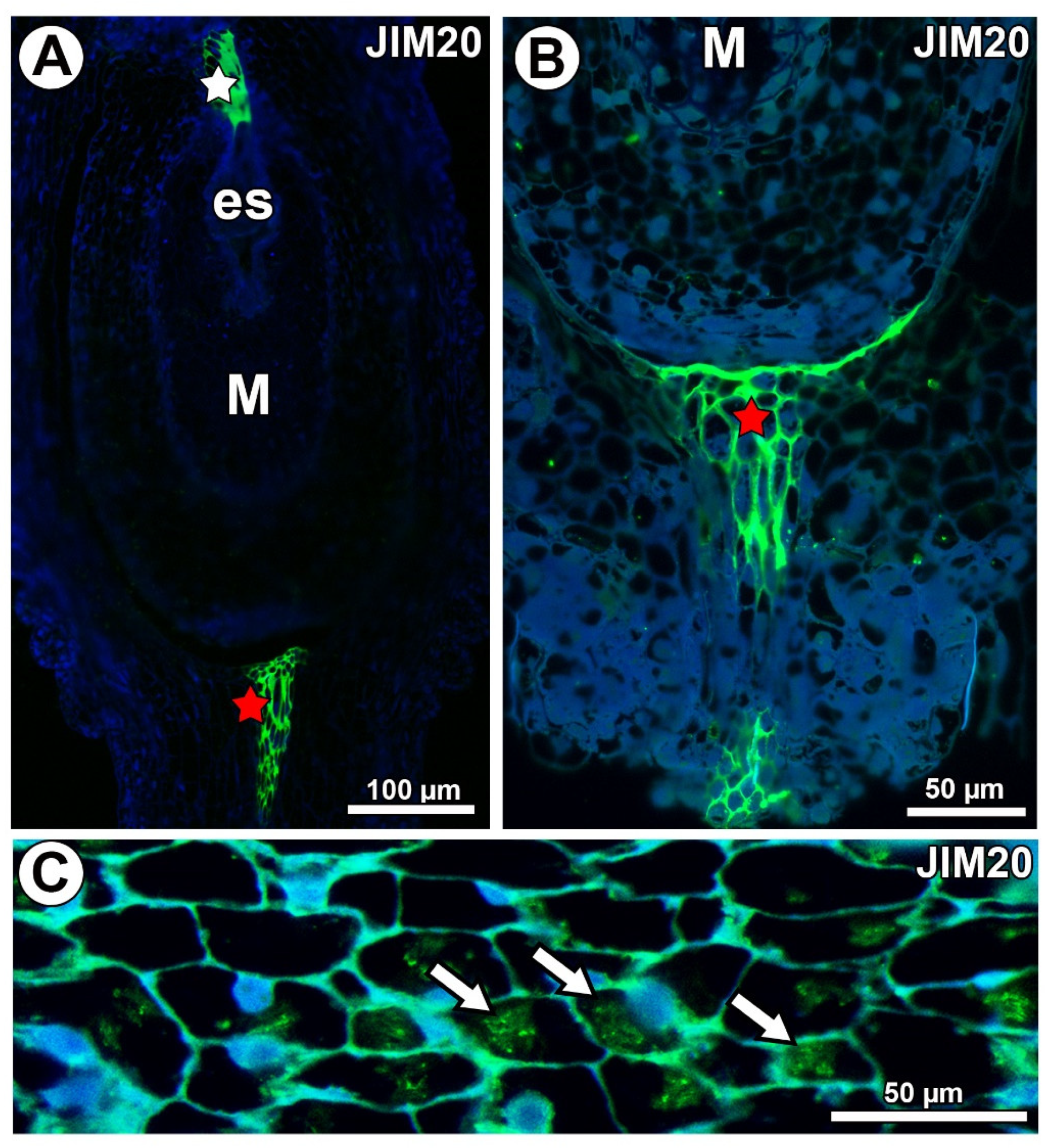 Ijms 21 09642 g010 Ijms 21 09642 g010