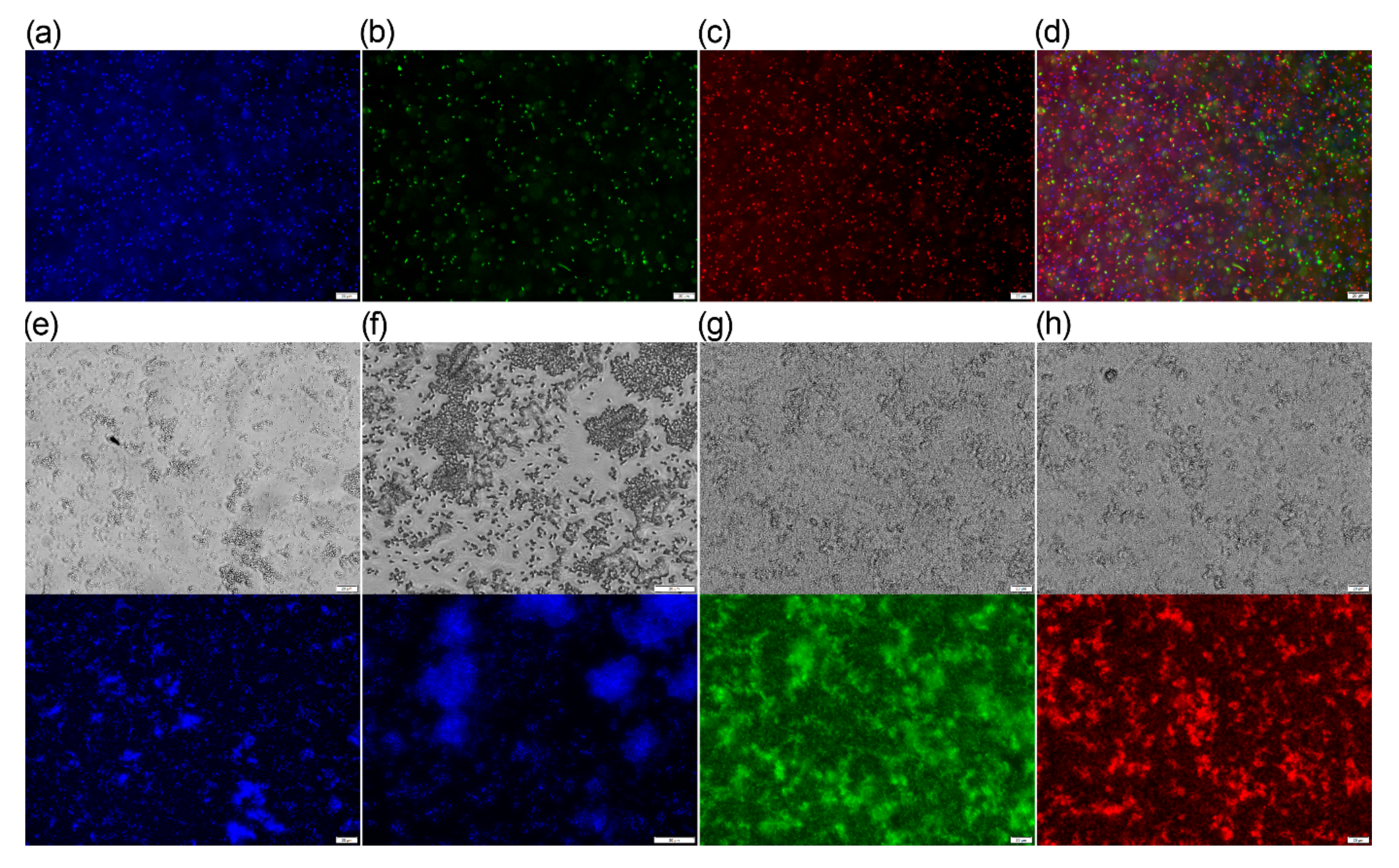 Ijms 21 09643 g015 Ijms 21 09643 g015