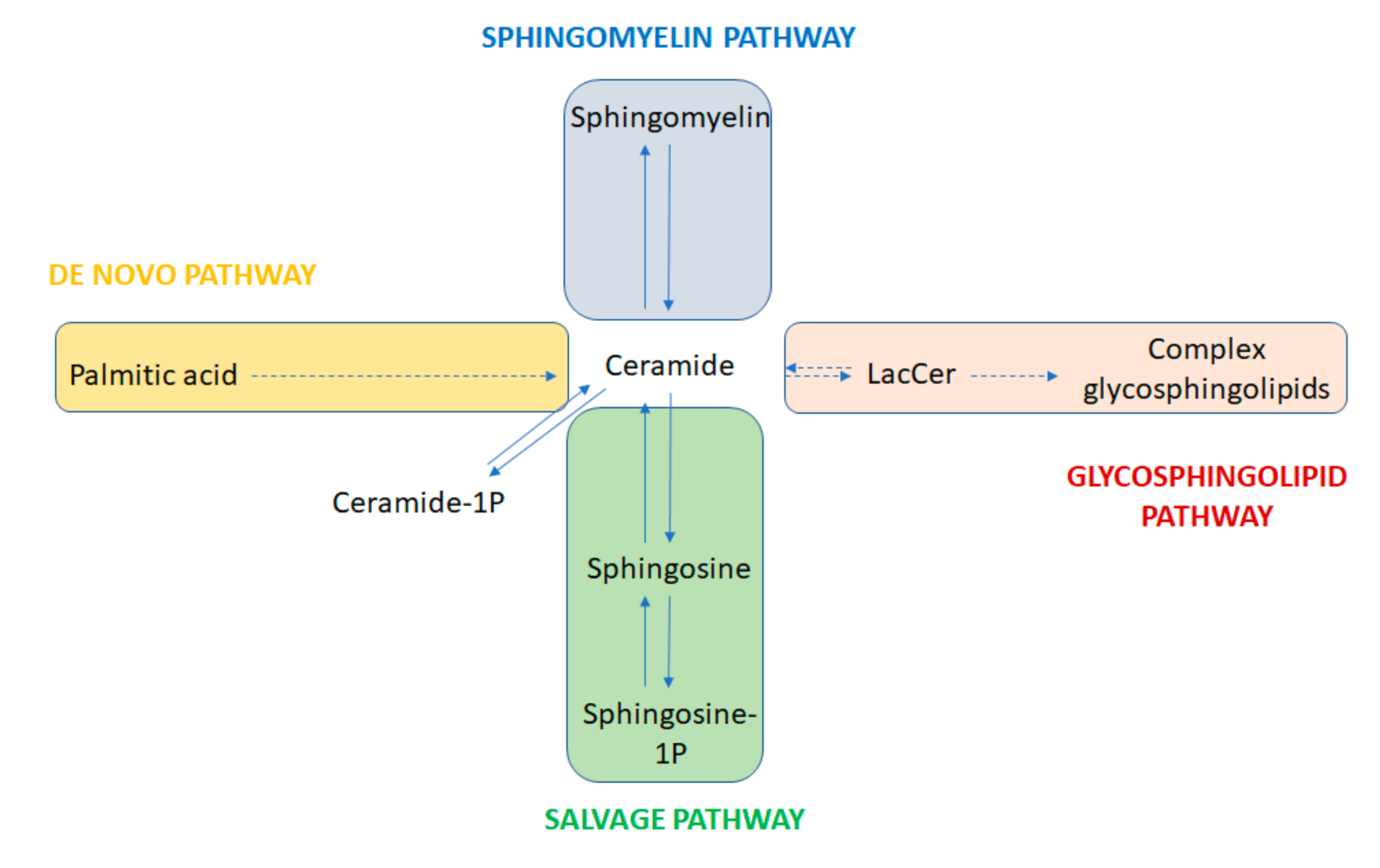 Which cell structure is most likely associated with the accumulation of gangliosides?