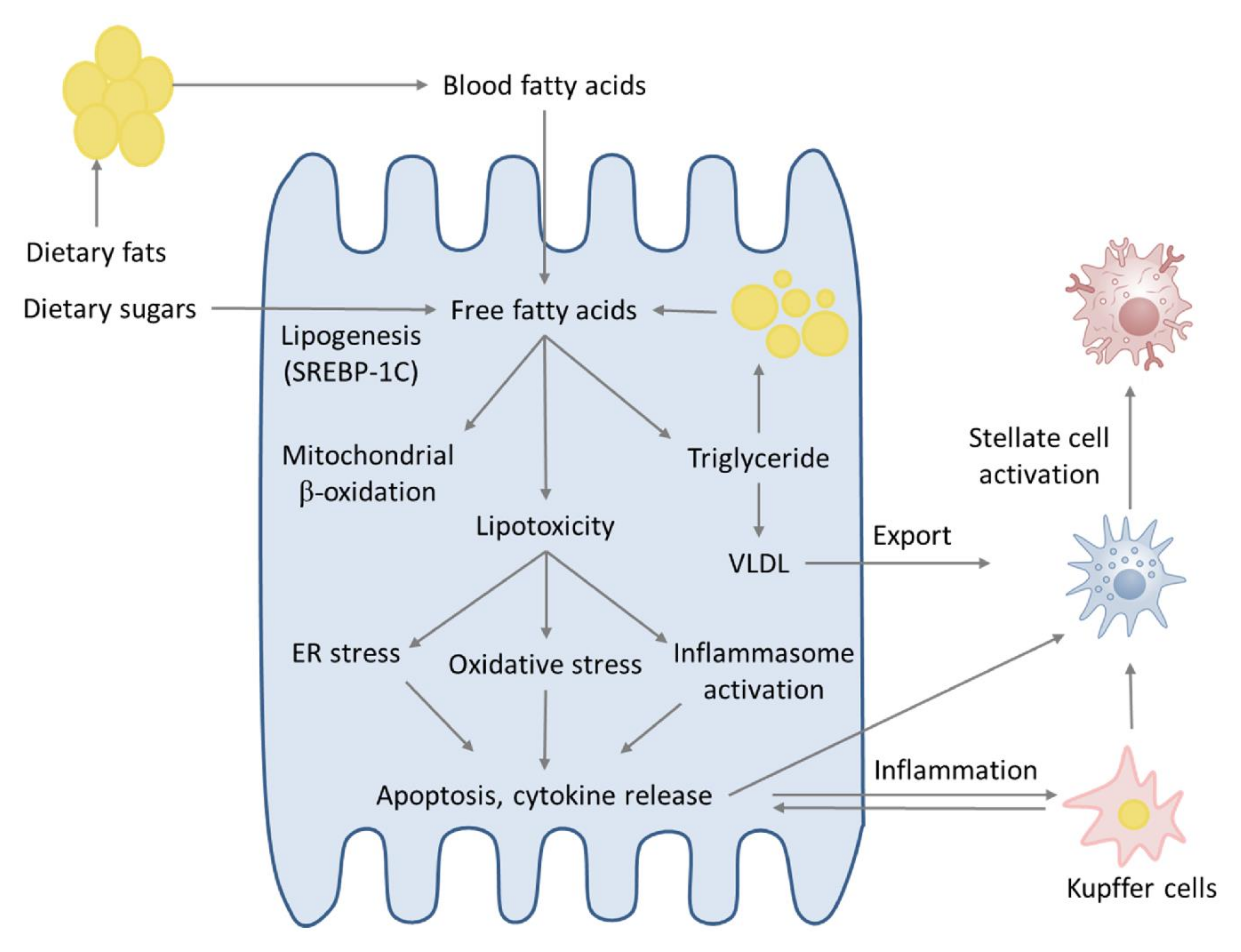 IJMS Free Full-Text Nonalcoholic Fatty Liver Disease and Non-Alcoholic Steatohepatitis Current Issues and Future Perspectives in Preclinical and Clinical Research photo