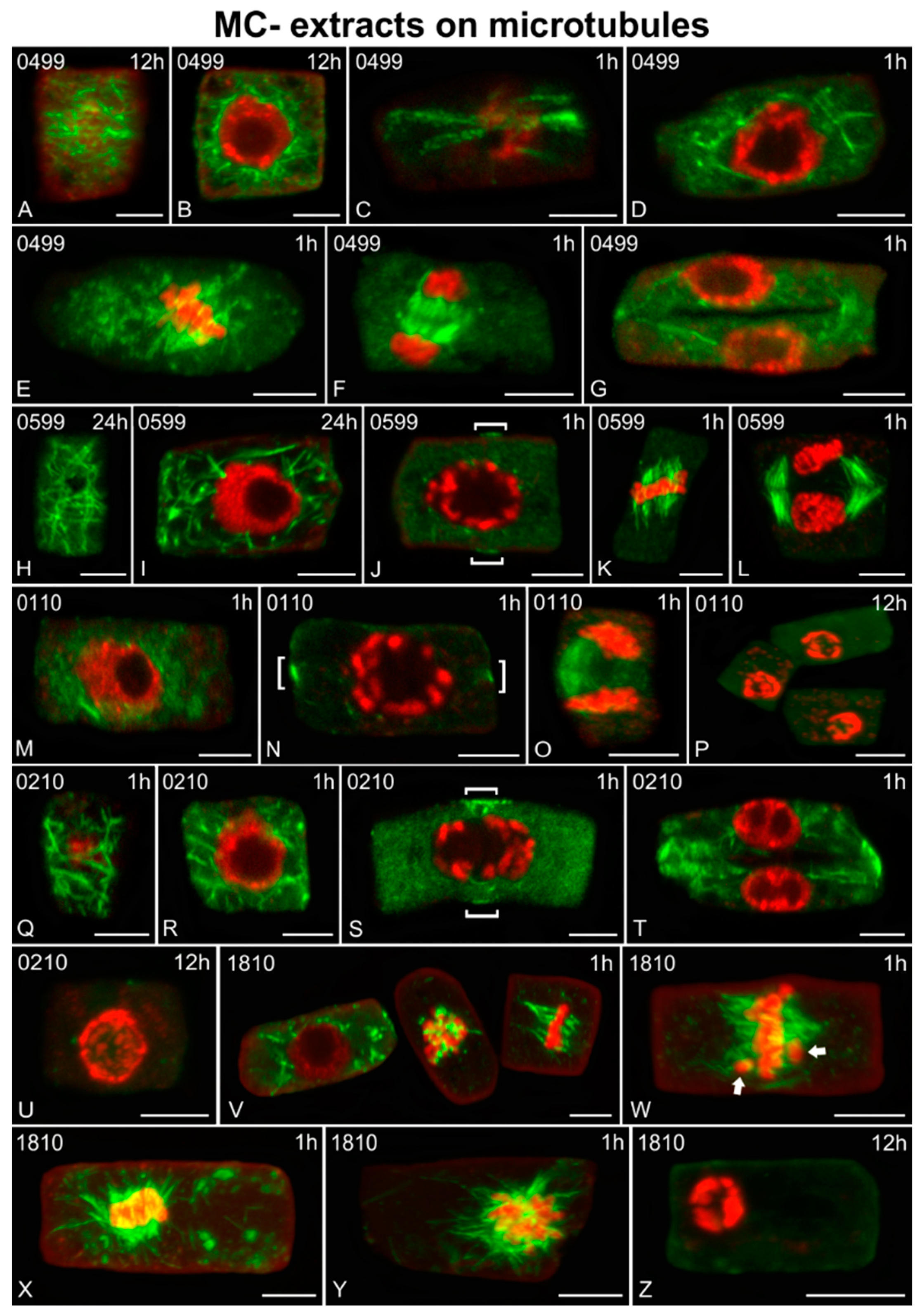 Ijms Free Full Text Beyond Microcystins Cyanobacterial Extracts Induce Cytoskeletal Alterations In Rice Root Cells Html