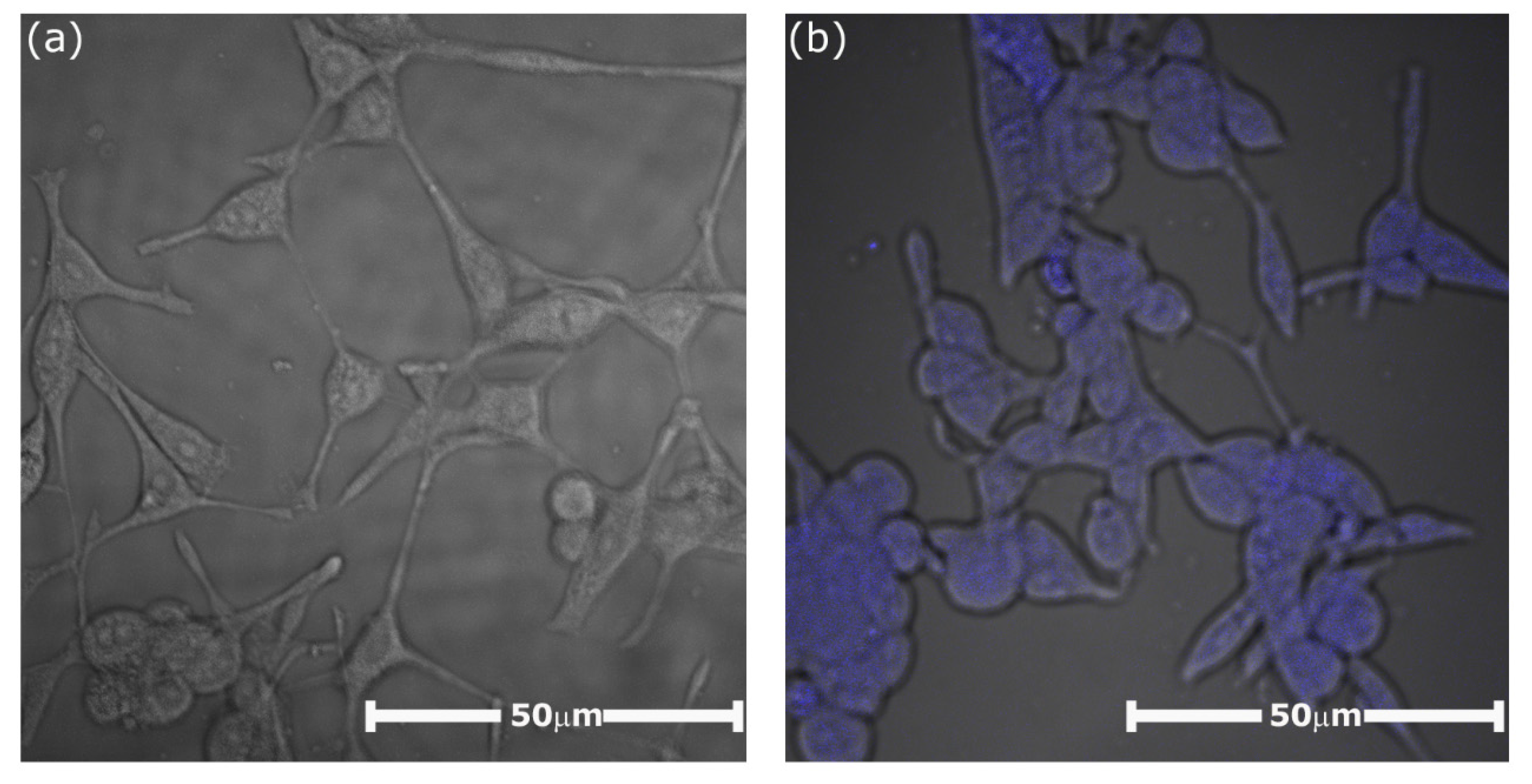 Ijms 21 09664 g009 Ijms 21 09664 g009