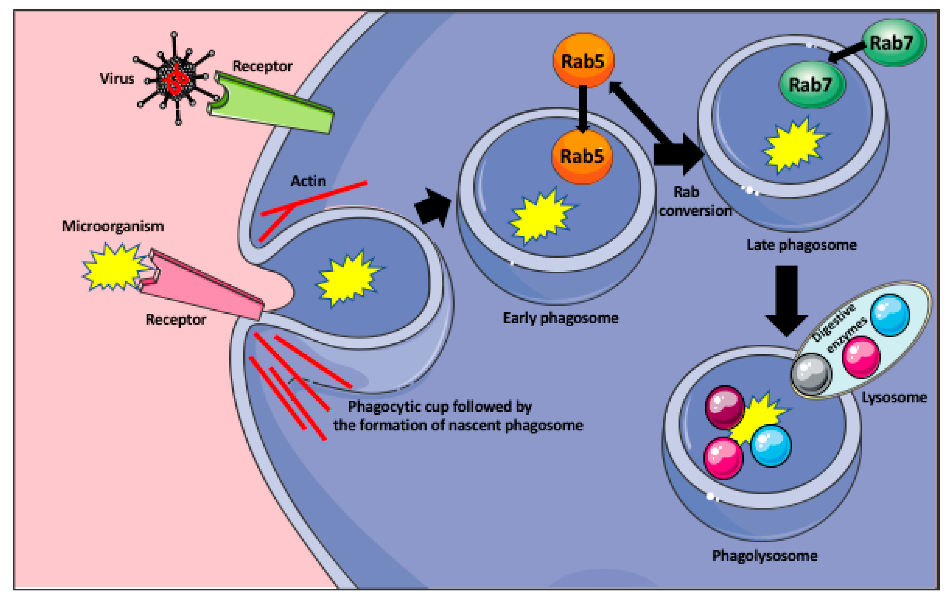 Macrophages Eating Bacteria