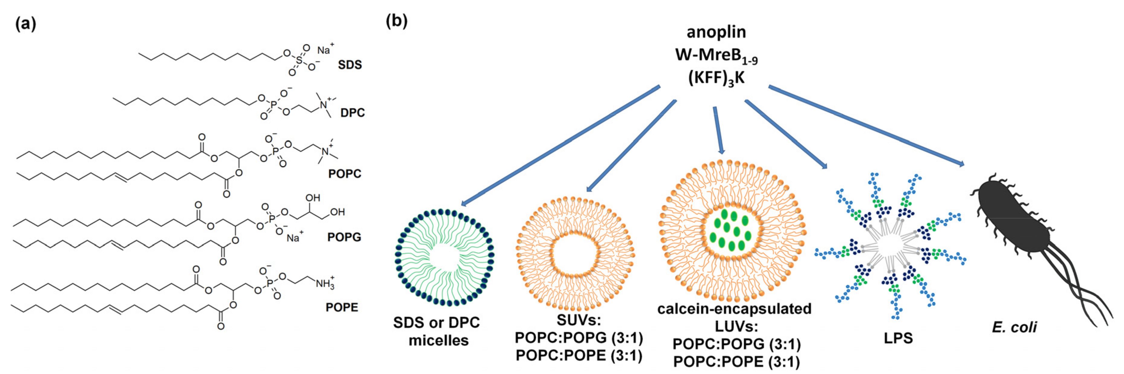 Ijms 21 09672 g001 Ijms 21 09672 g001