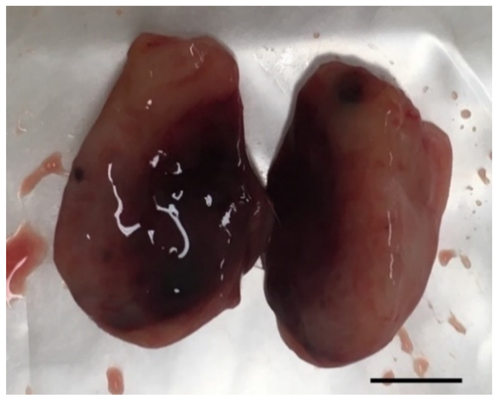 Ijms Free Full Text A Step Forward In Breast Cancer Research From A Natural Like Experimental Model To A Preliminary Photothermal Approach Html