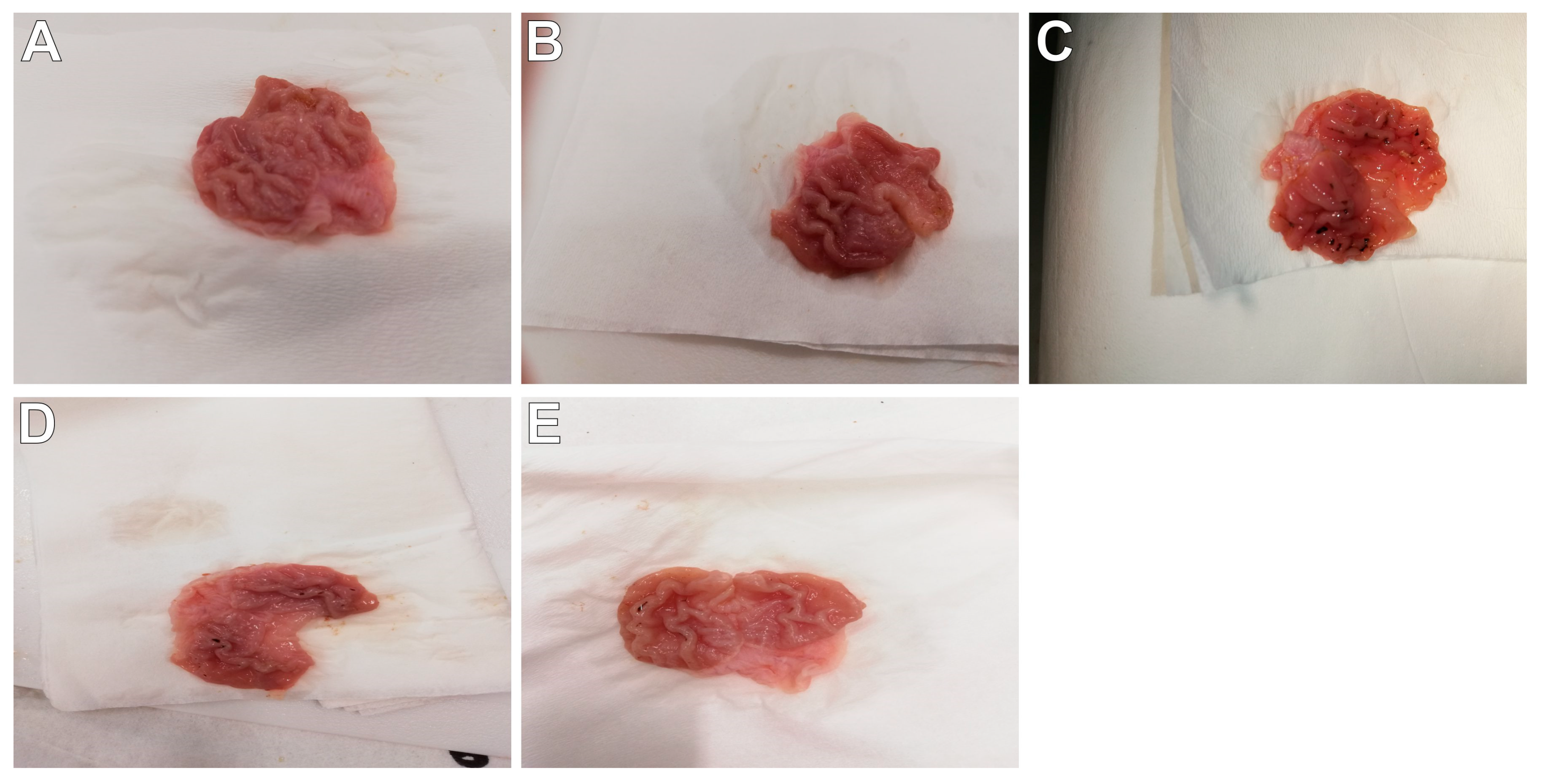 Ijms 21 09685 g005 Ijms 21 09685 g005