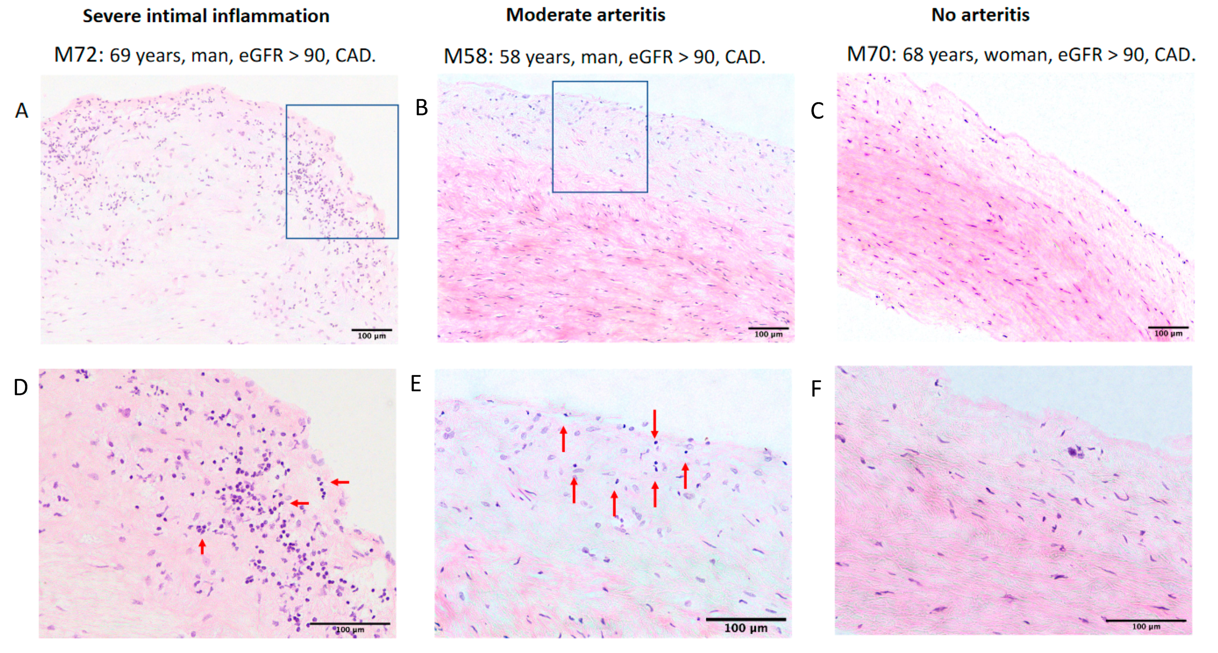 Ijms 21 09689 g002 Ijms 21 09689 g002