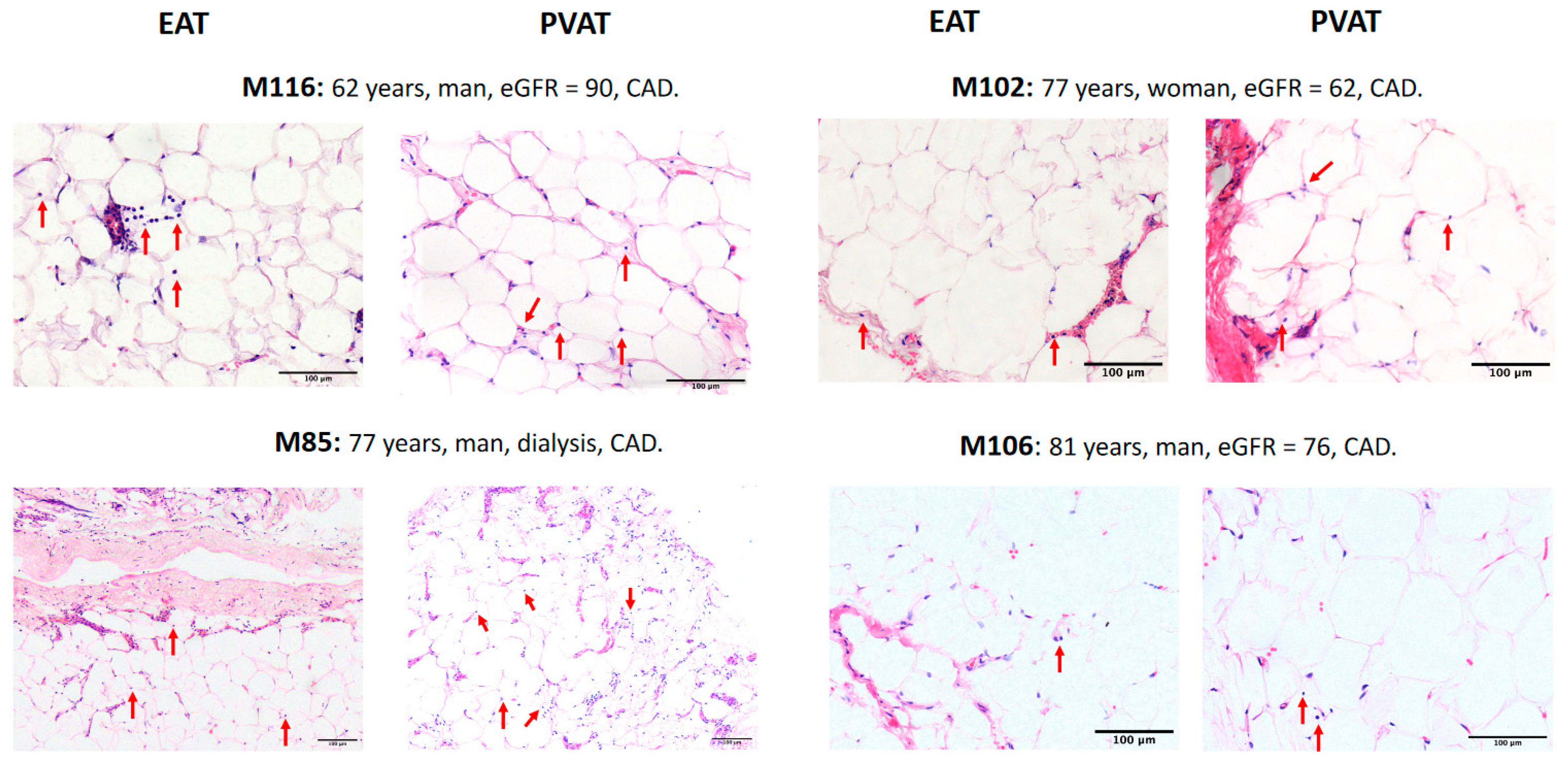 Ijms 21 09689 g003 Ijms 21 09689 g003