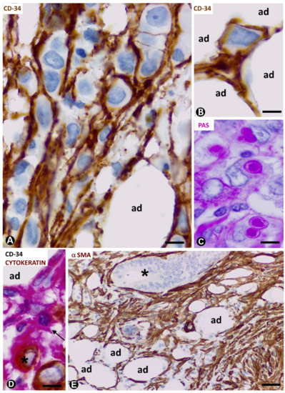 Ijms 21 09694 g005 550