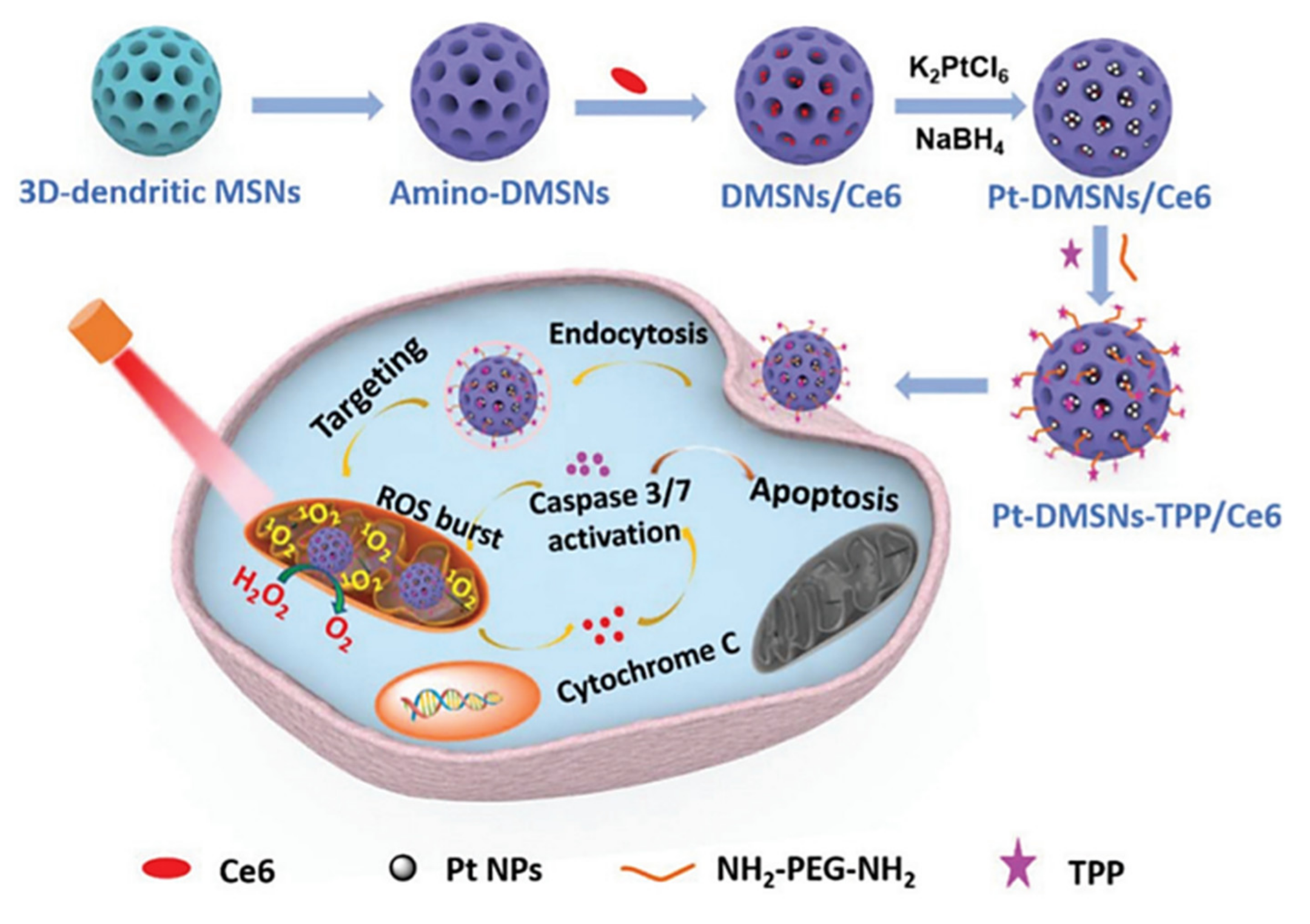 Ijms 21 09696 g003 Ijms 21 09696 g003