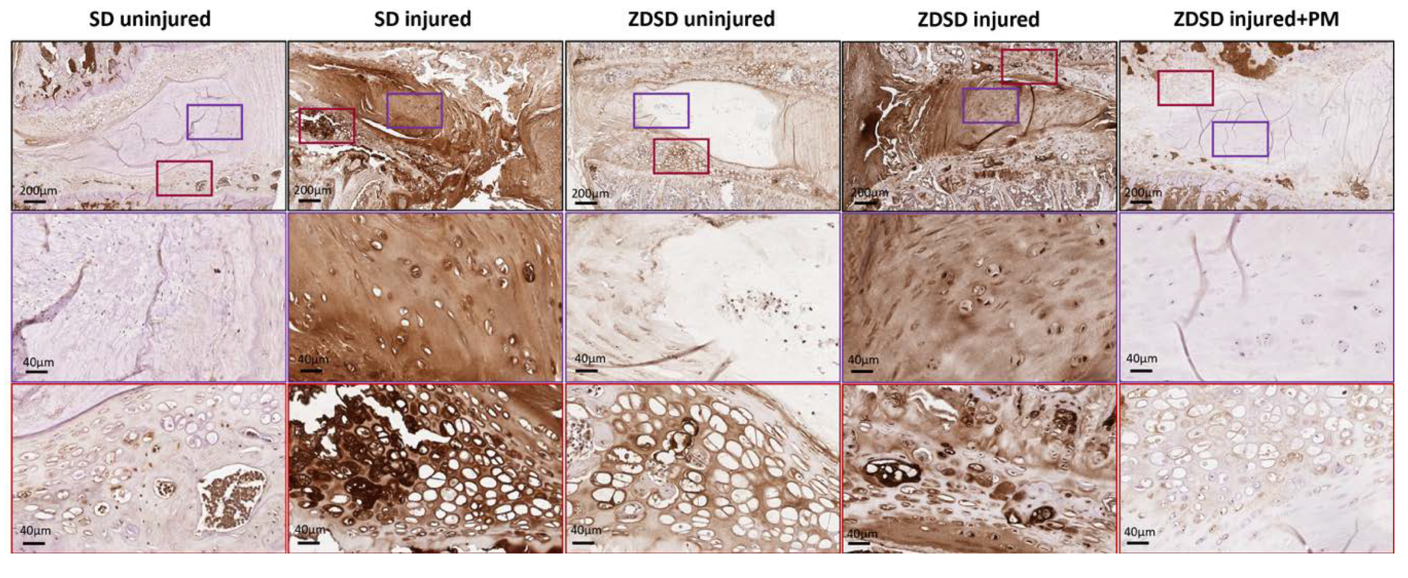 Ijms 21 09709 g005 Ijms 21 09709 g005