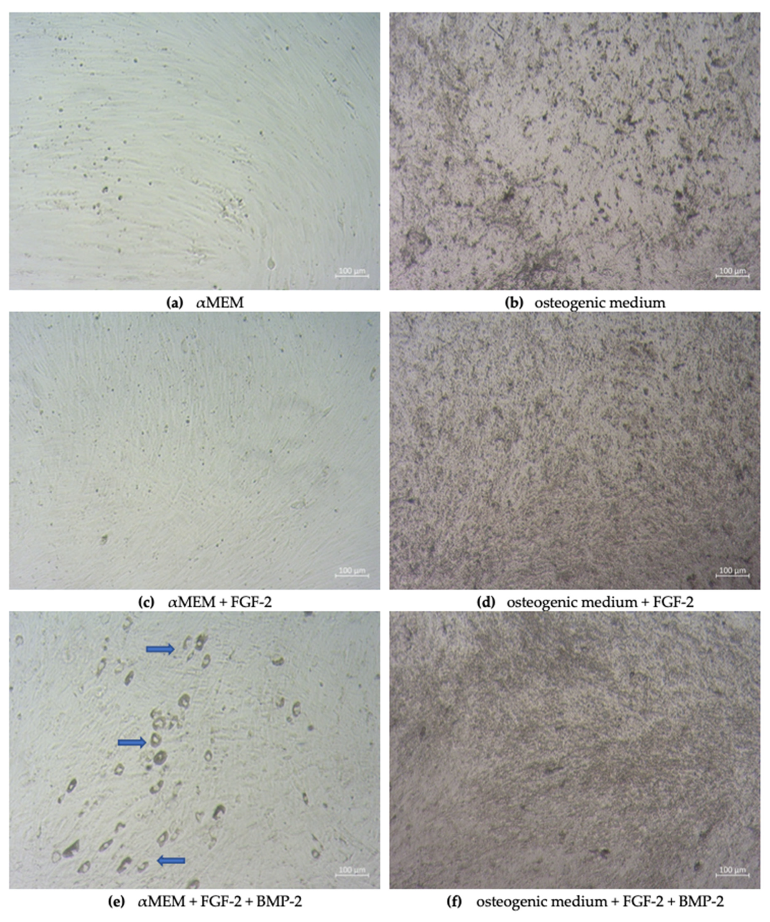 Ijms 21 09726 g001 Ijms 21 09726 g001