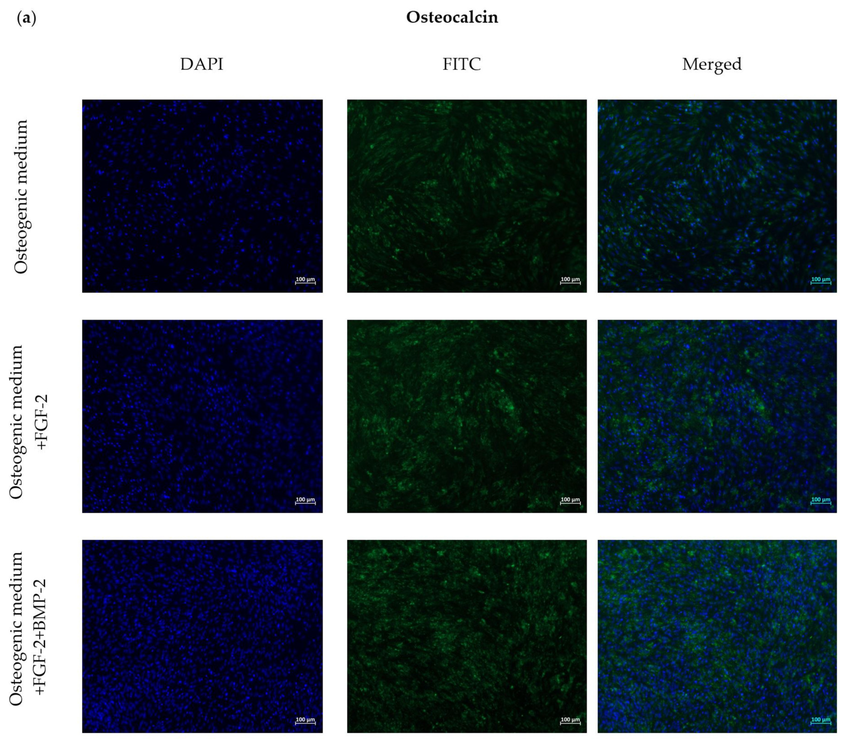 Ijms 21 09726 g005a Ijms 21 09726 g005a