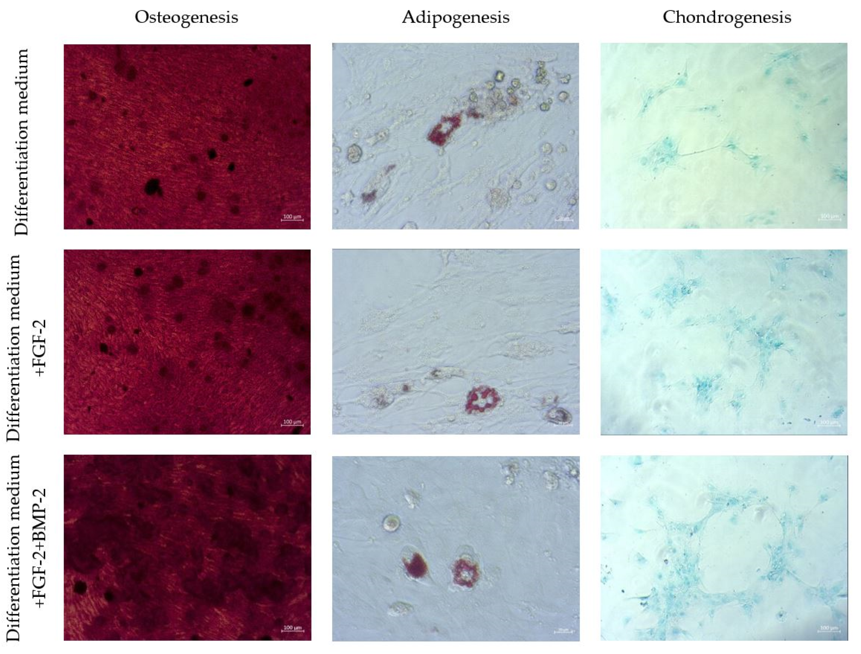 Ijms 21 09726 g007 Ijms 21 09726 g007