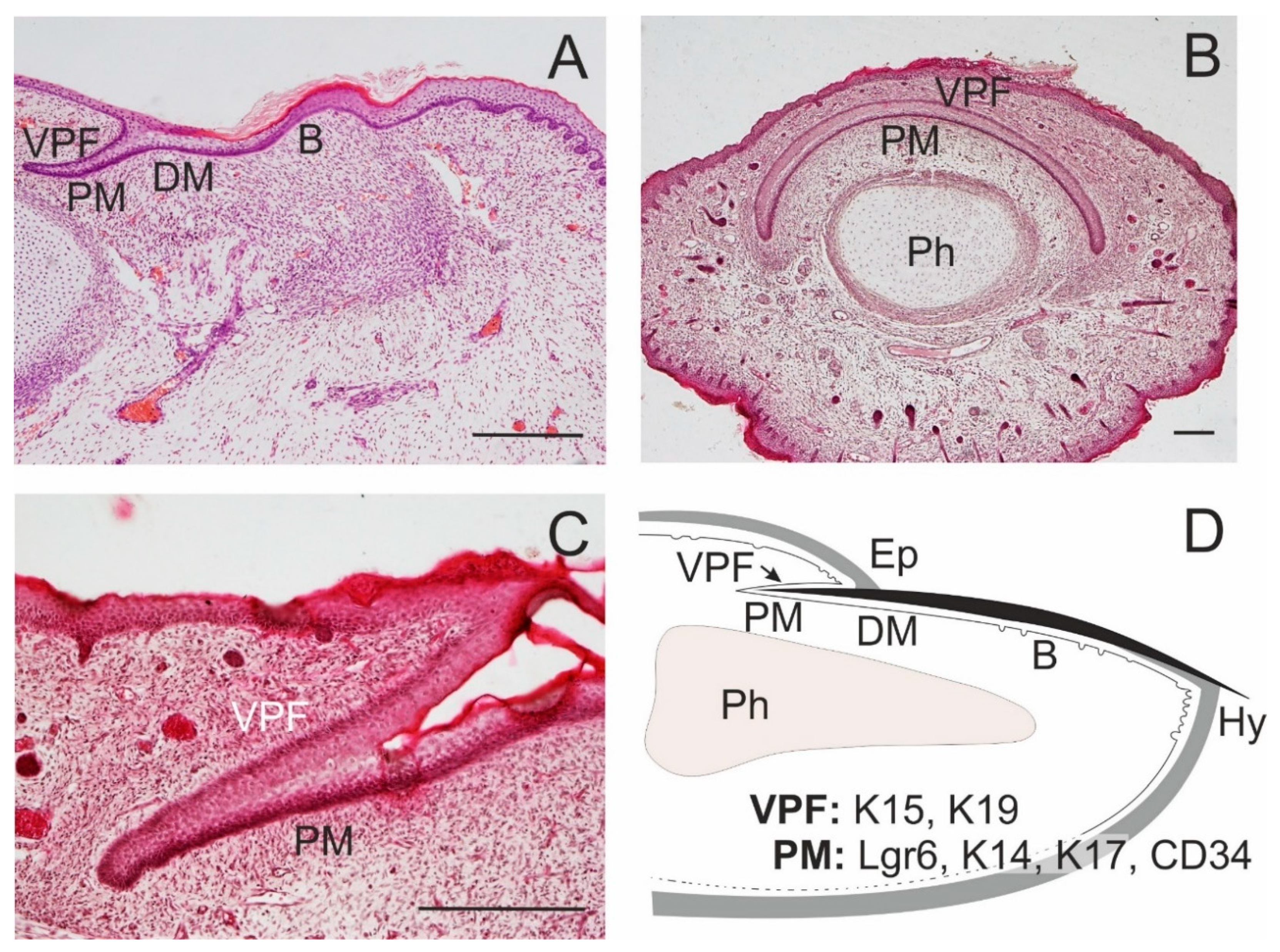 Ijms 21 09736 g003 Ijms 21 09736 g003