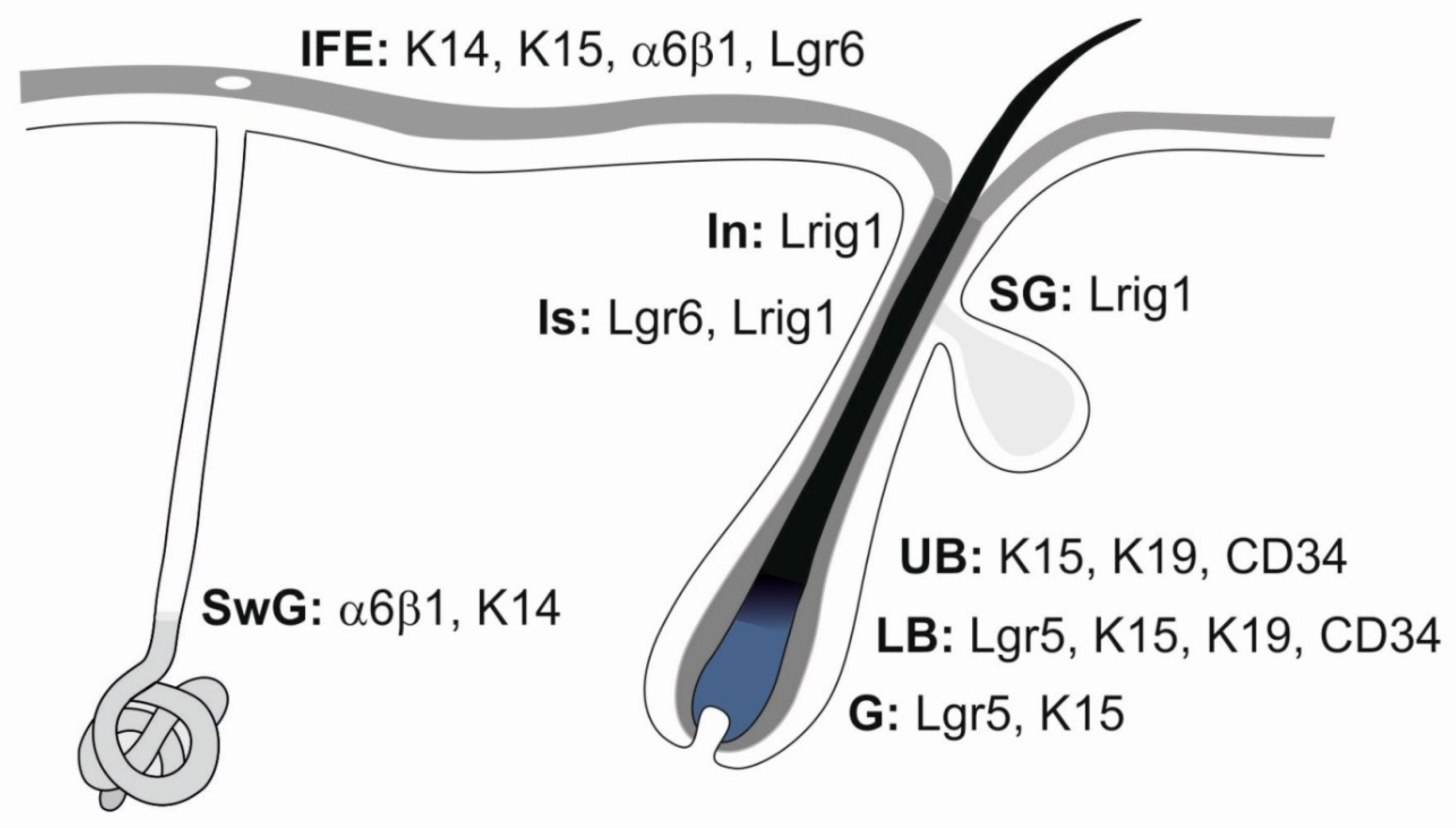 Ijms 21 09736 g004 Ijms 21 09736 g004