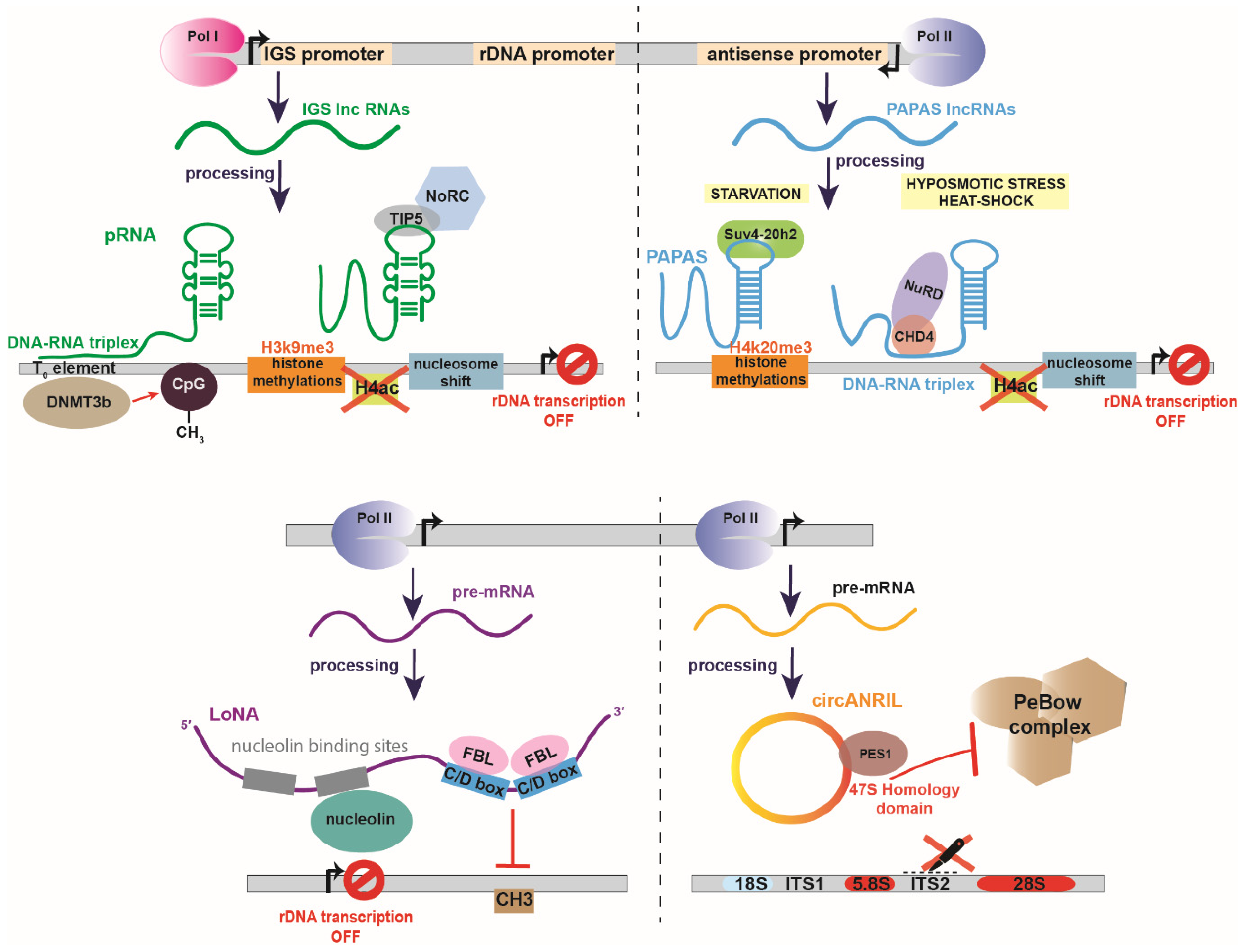 IJMS | Free Full-Text | Non-Coding RNA-Driven Regulation of rRNA Biogenesis