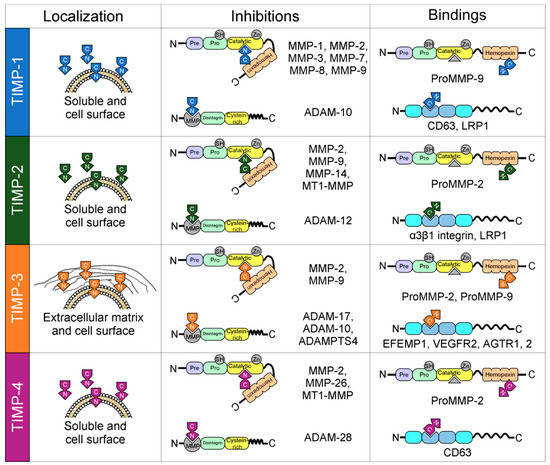 Ijms Free Full Text The Roles Of Matrix Metalloproteinases And Their Inhibitors In Human Diseases Html