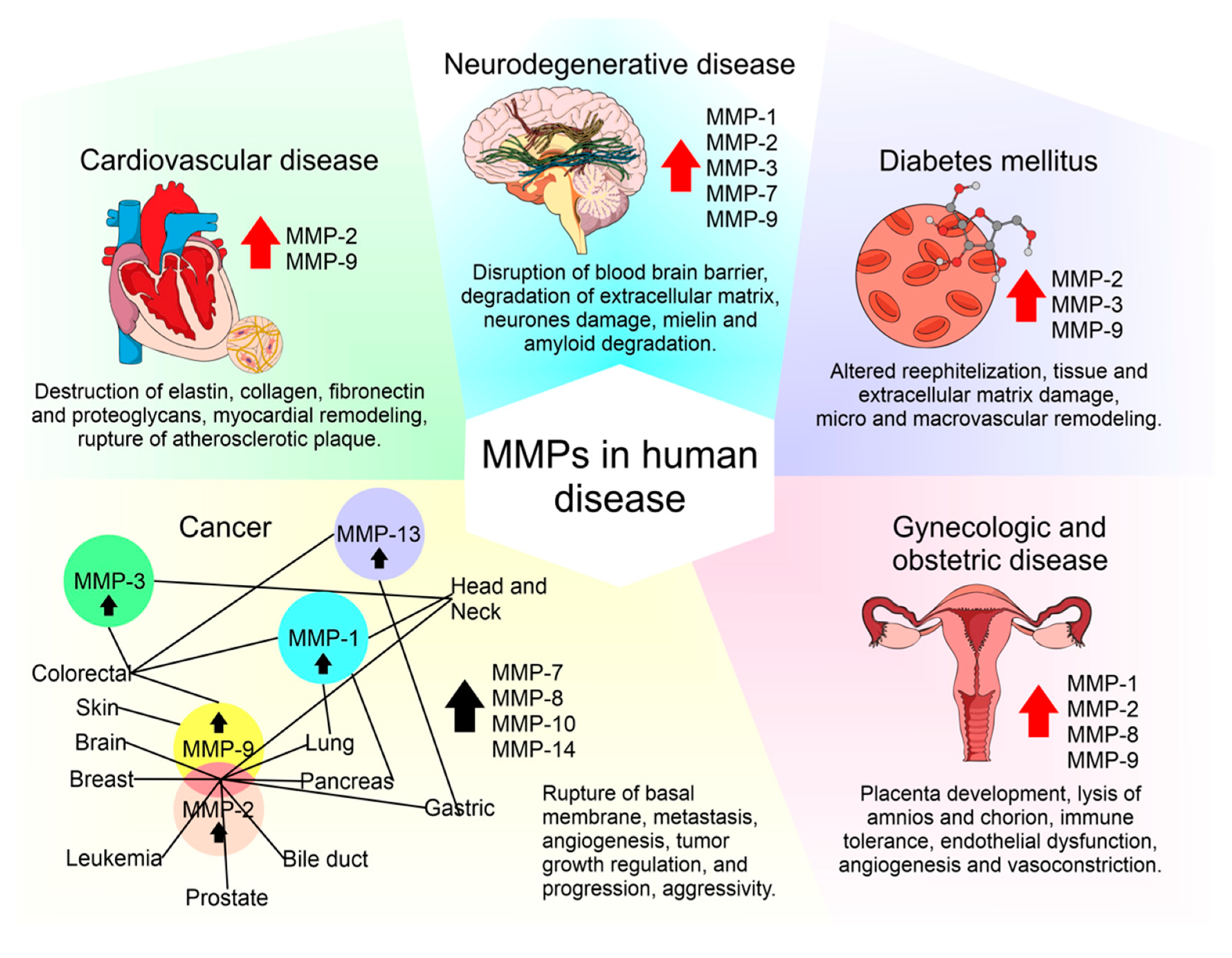 Human disease. MMP 2.