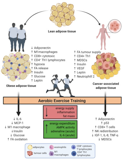 Frontiers  A single-set functional training program increases muscle  power, improves functional fitness, and reduces pro-inflammatory cytokines  in postmenopausal women: A randomized clinical trial