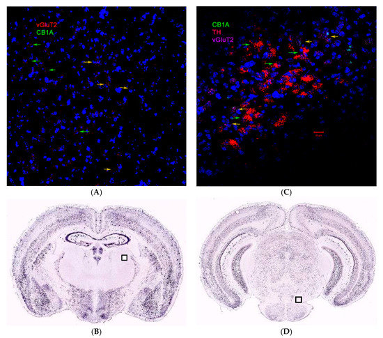 Low Basal CB2R in Dopamine Neurons and Microglia Influences