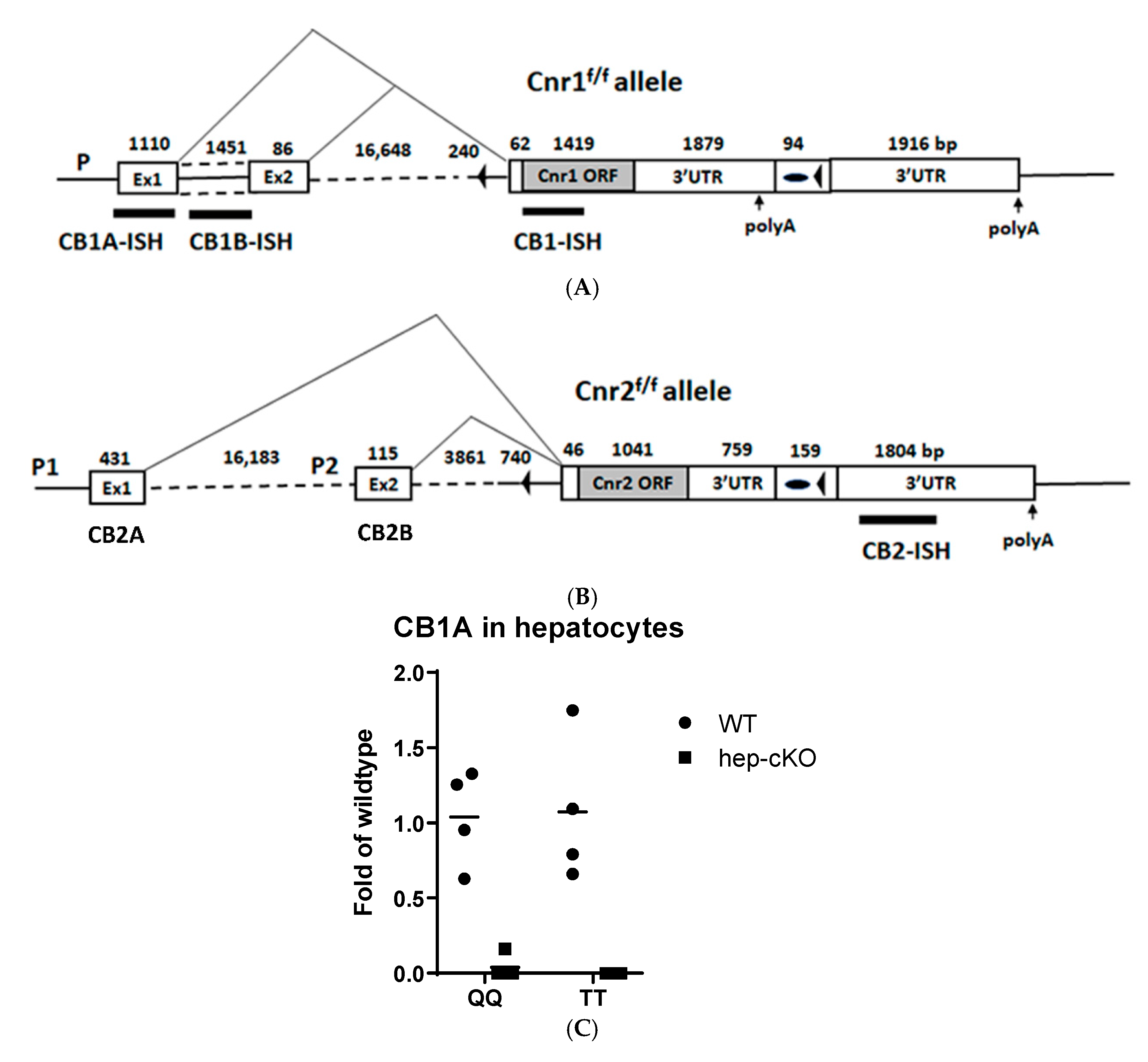 Ijms 21 09763 g004a Ijms 21 09763 g004a