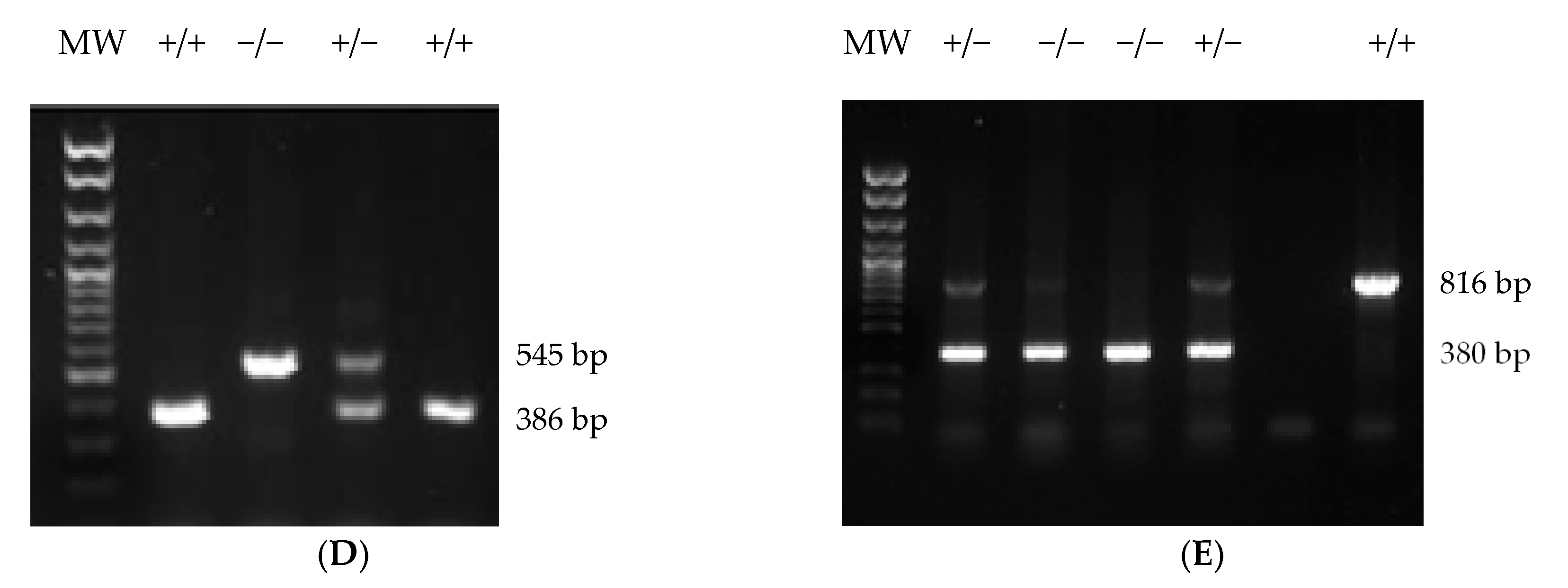 Ijms 21 09763 g004b Ijms 21 09763 g004b