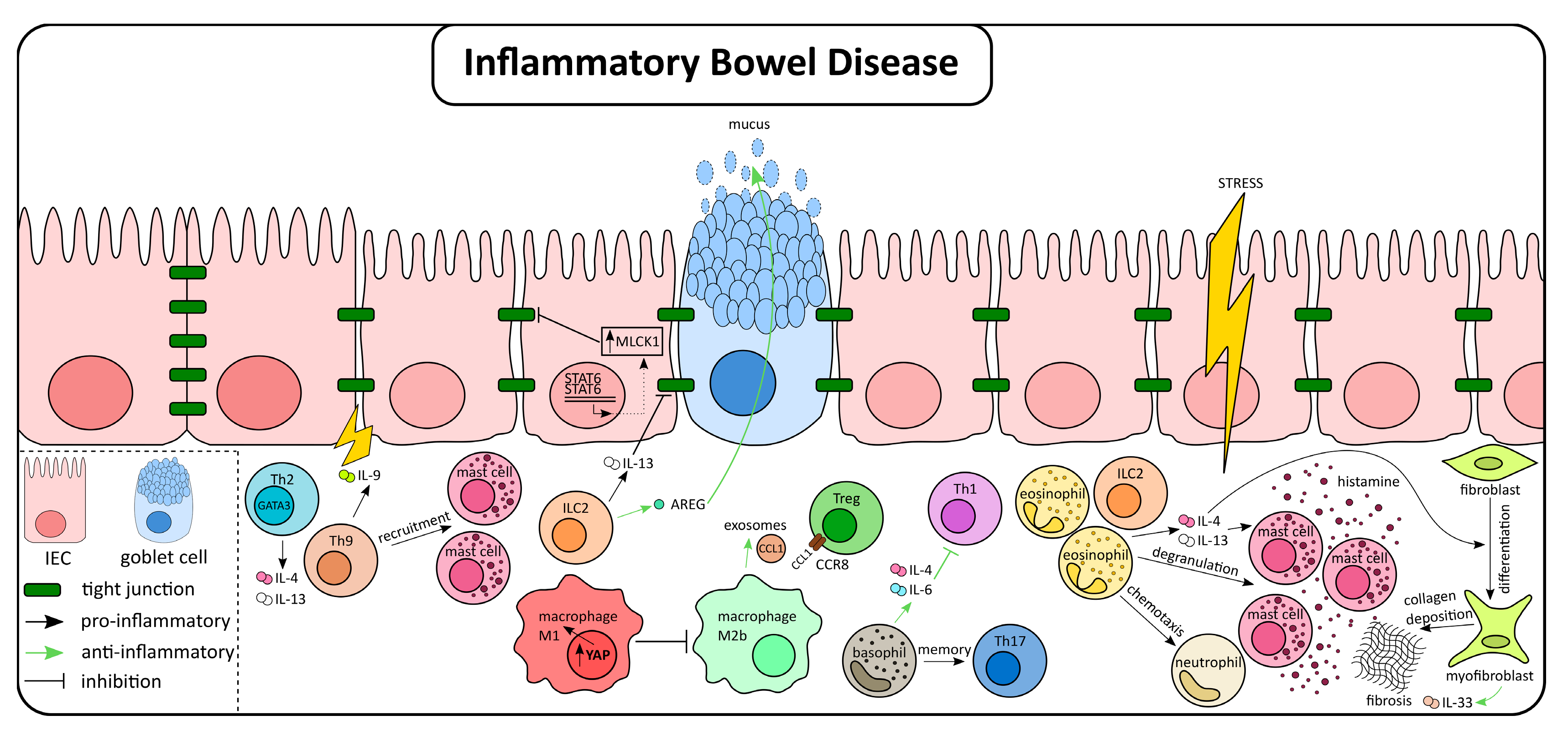 The Regulation of Intestinal Inflammation and Cancer