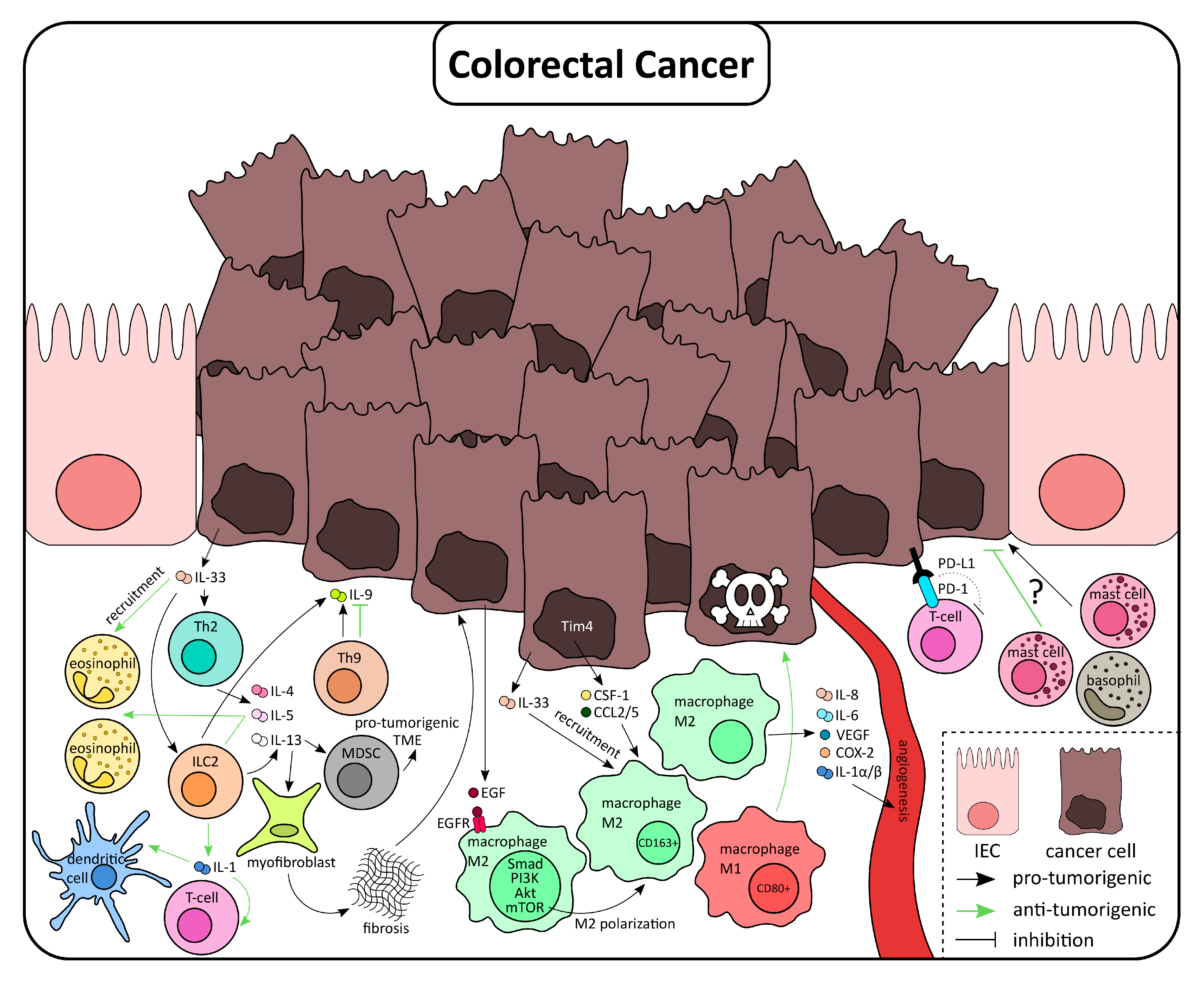 ベスト　 The Regulation of Intestinal Inflammation and Cancer