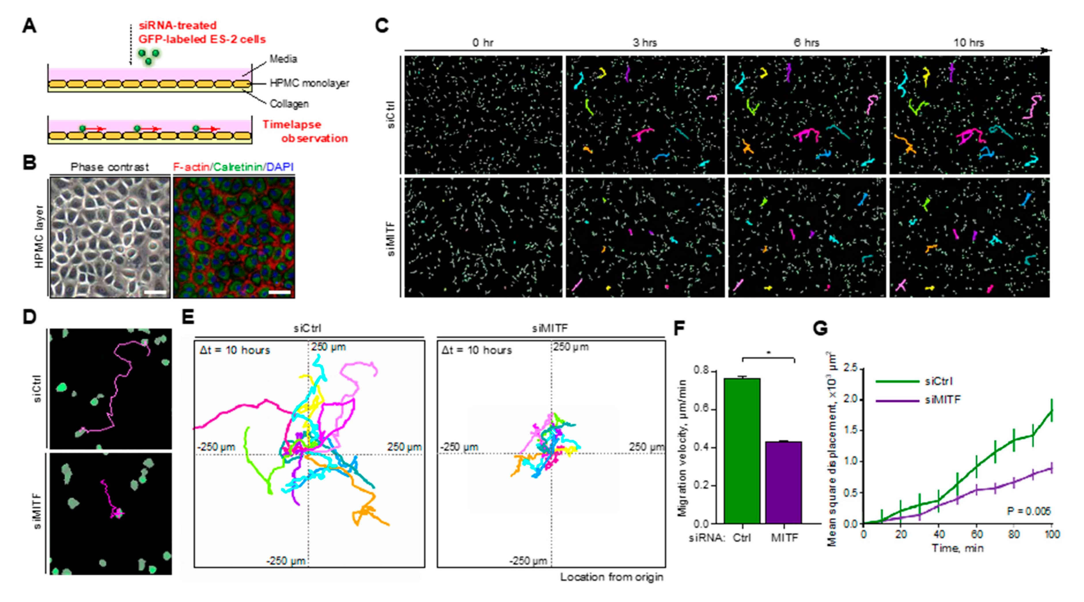 Ijms 21 09776 g003 Ijms 21 09776 g003