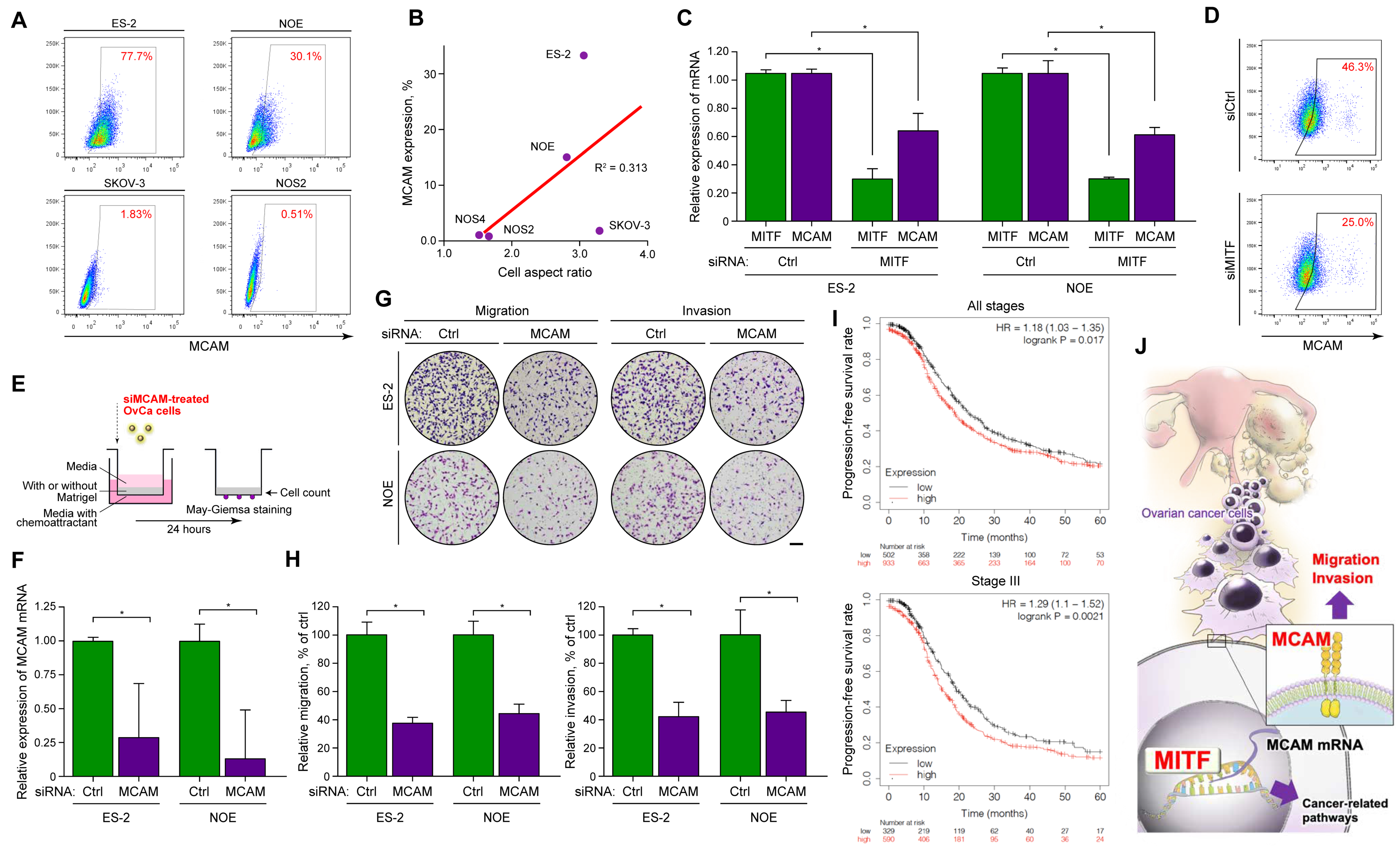 Ijms 21 09776 g005 Ijms 21 09776 g005