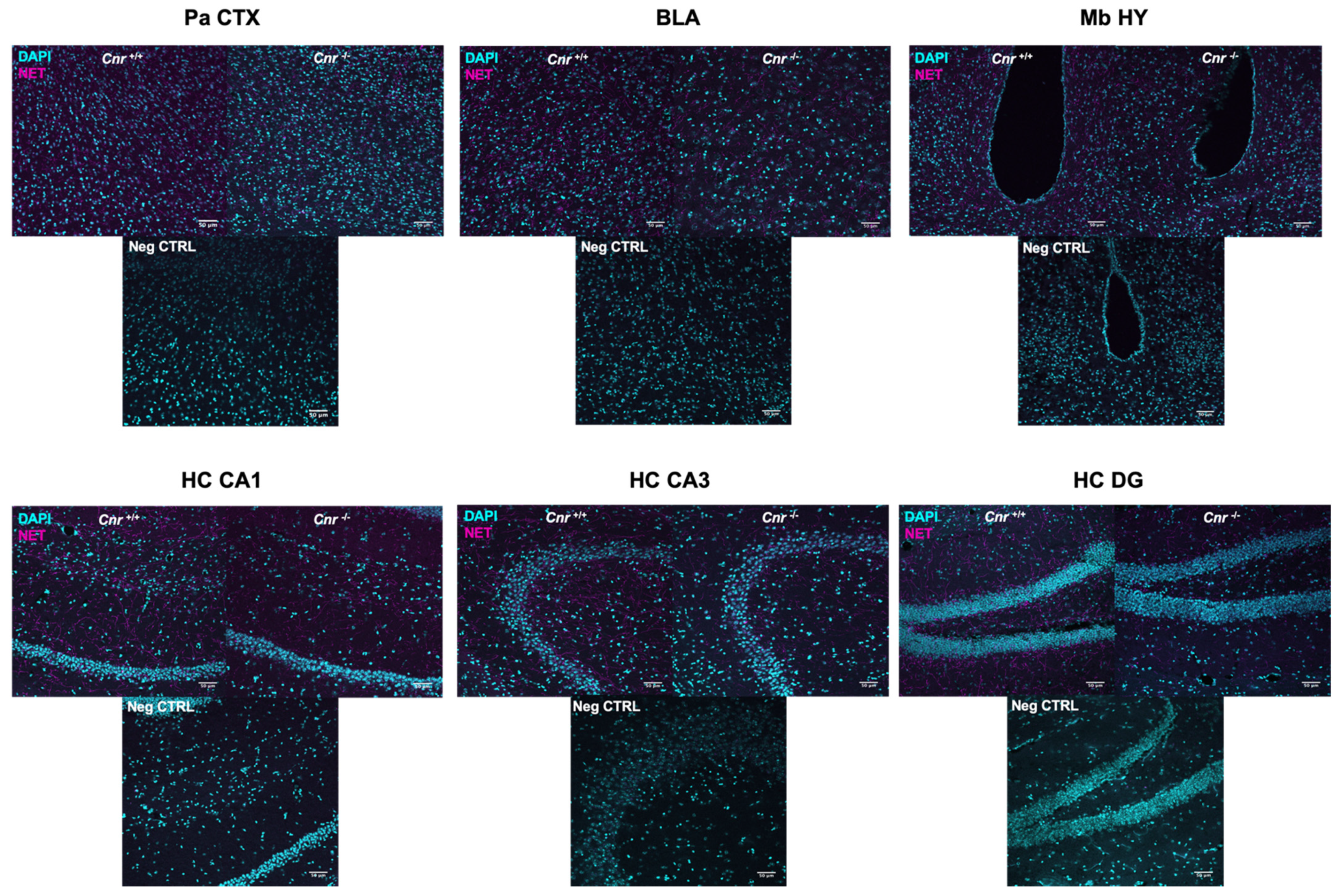Ijms 22 00005 g003 Ijms 22 00005 g003