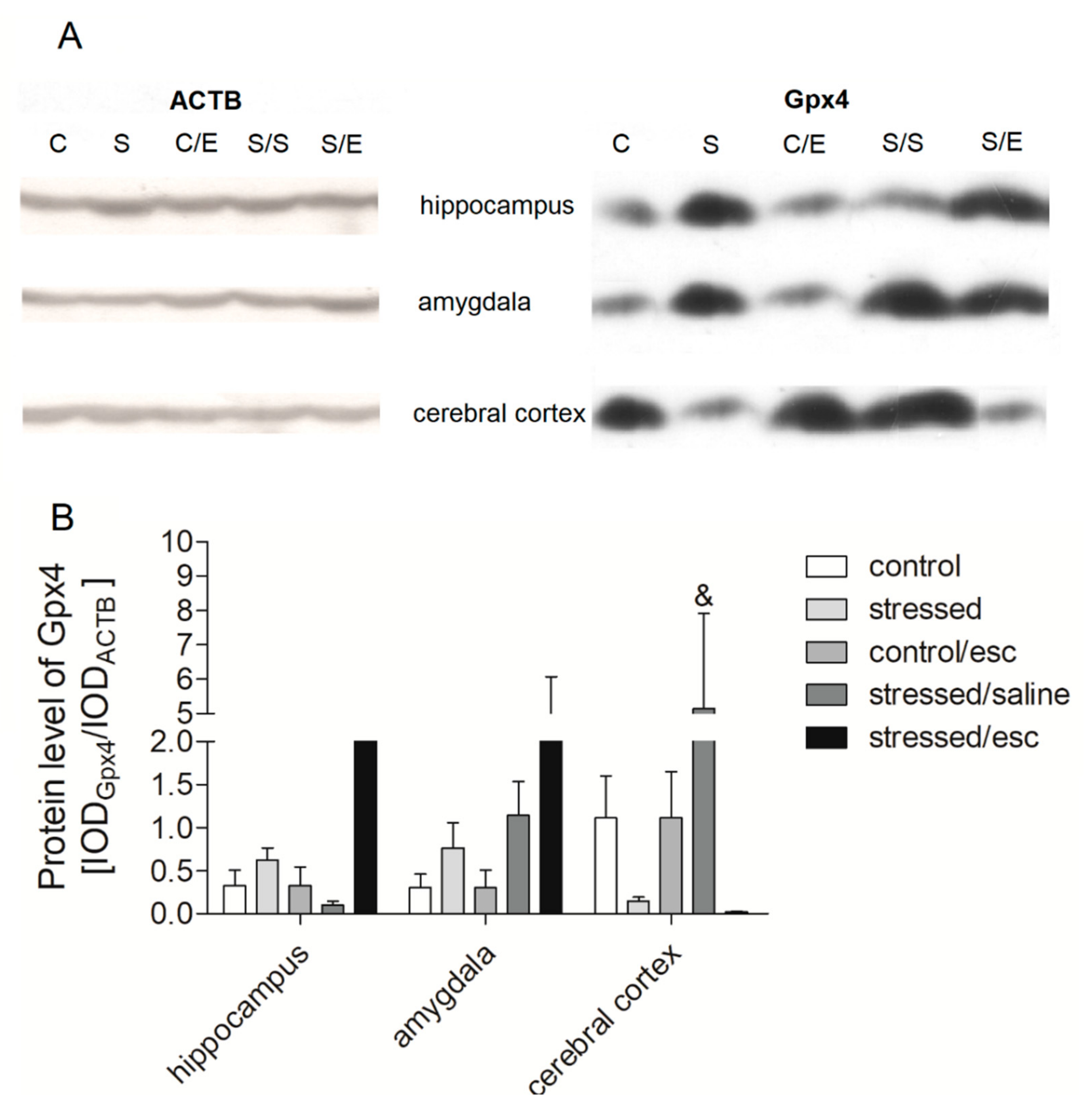 Ijms 22 00010 g004 Ijms 22 00010 g004