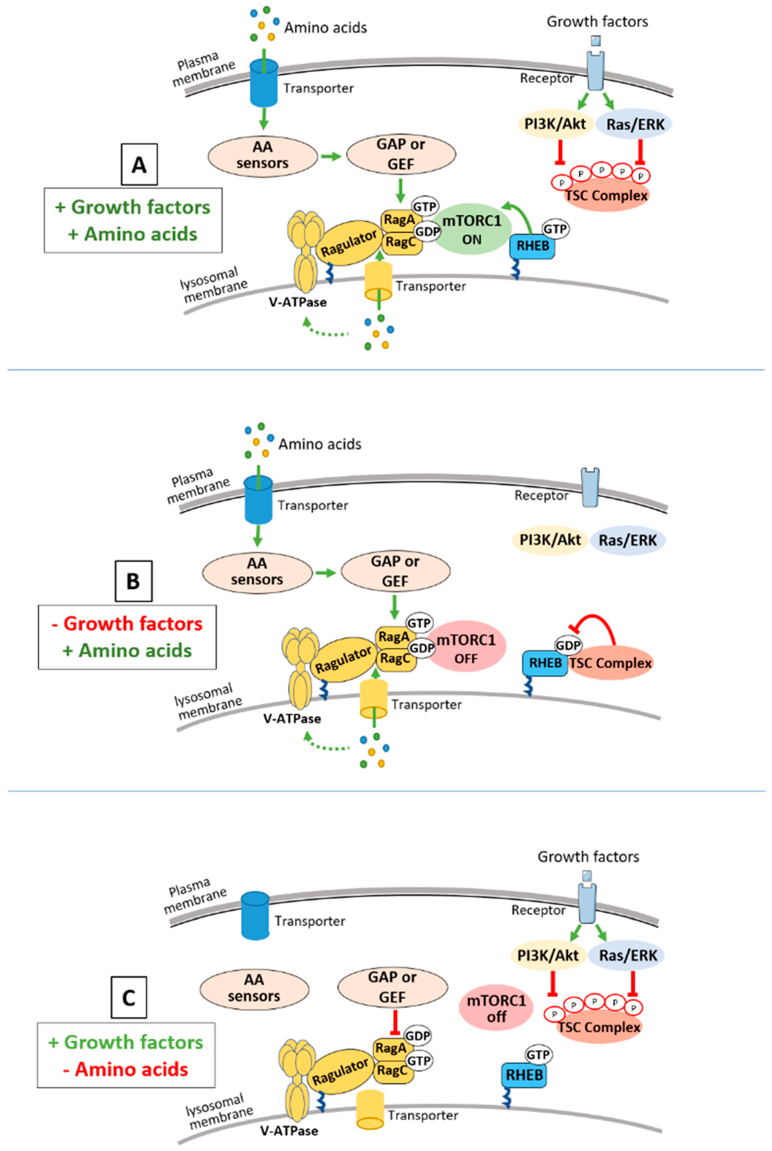 【S】 The phosphorylation to acetylation/methylation cascade in