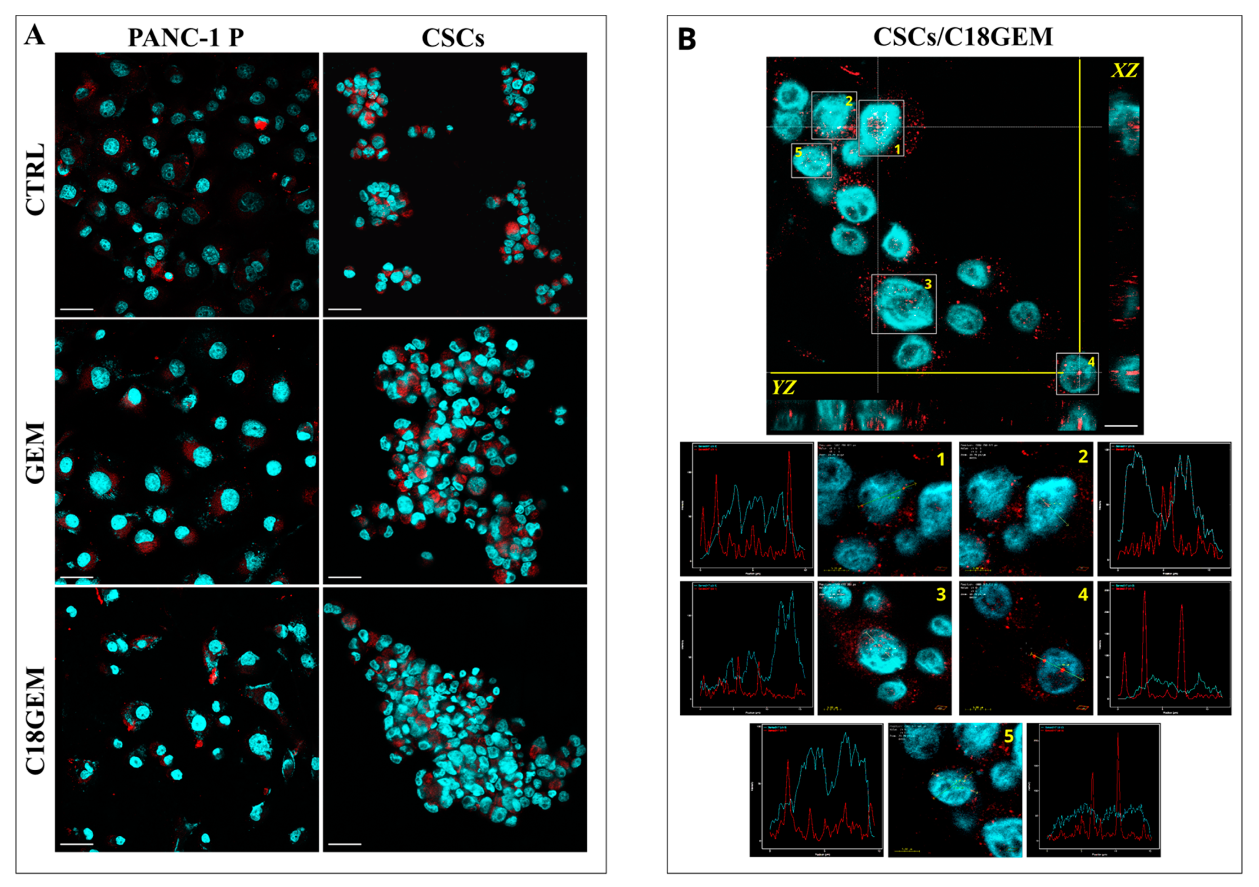 Extracellular Matrix Composition Modulates the
