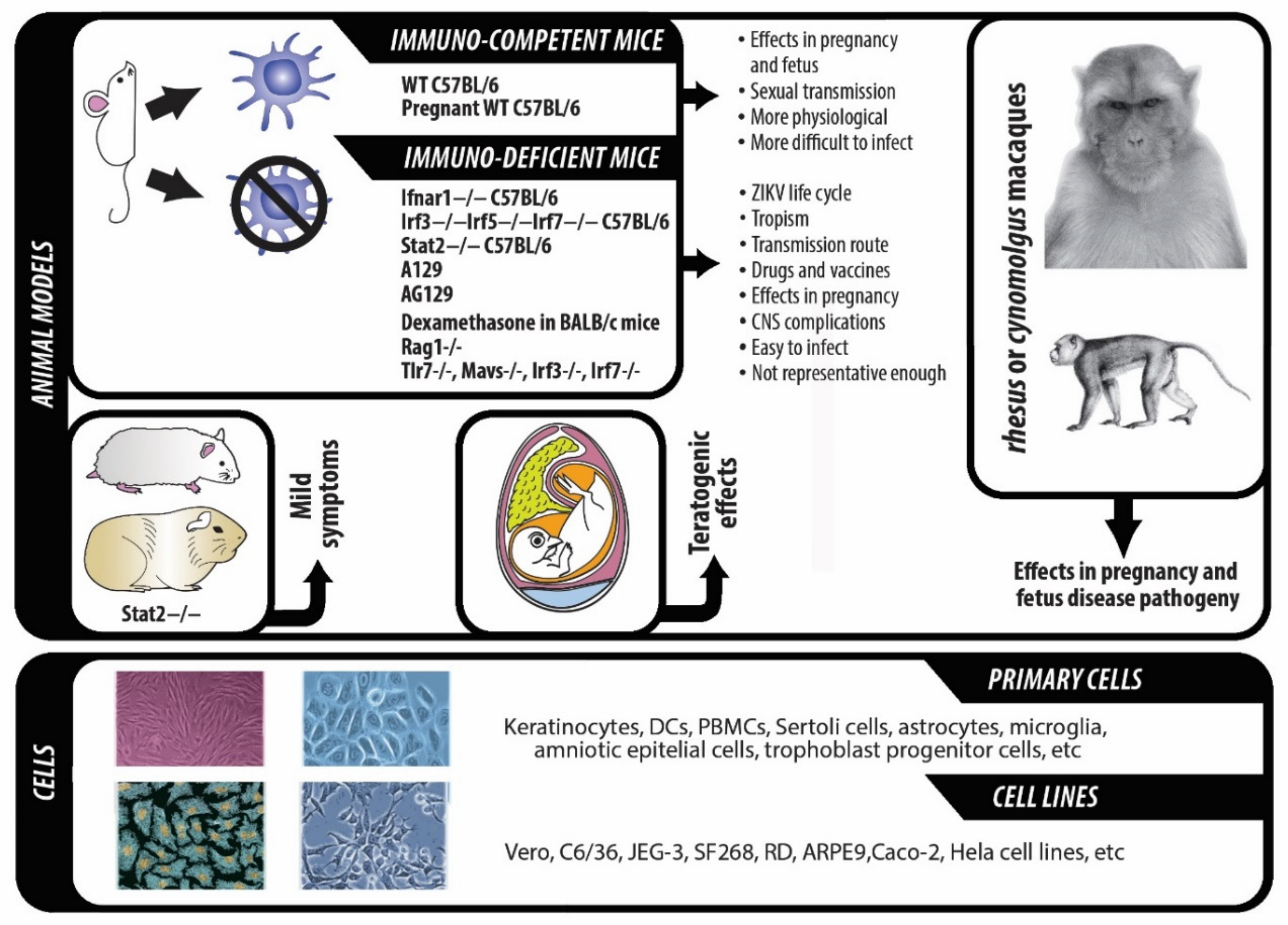 Ijms 22 00035 g002 Ijms 22 00035 g002
