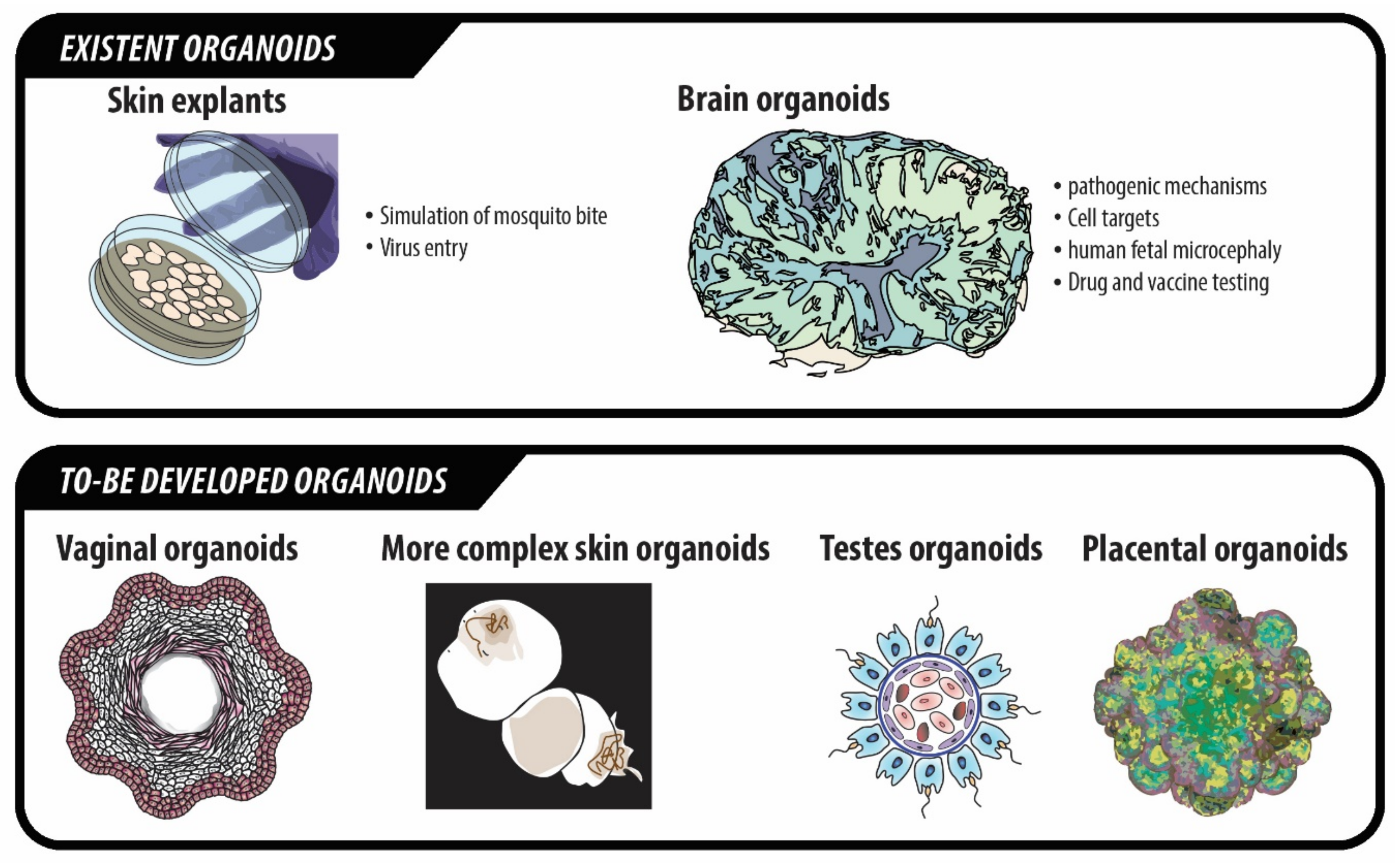 Ijms 22 00035 g003 Ijms 22 00035 g003