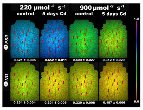 Rapid Hormetic Responses of Photosystem II Photochemistry of