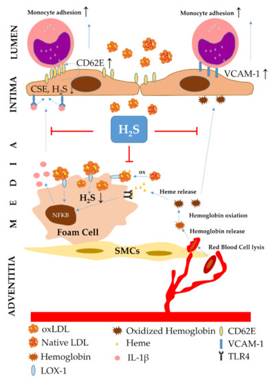 Therapeutic Potential of Carbon Monoxide (CO) and Hydrogen Sulfide