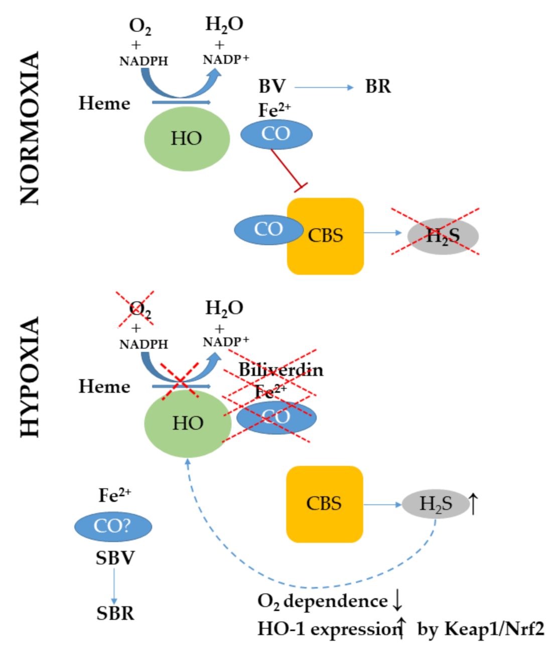 Ijms 22 00047 g005 Ijms 22 00047 g005