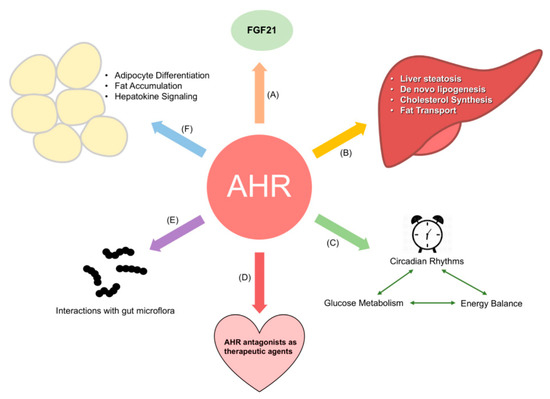 The Aryl Hydrocarbon Receptor in Energy Balance: The Road from 
