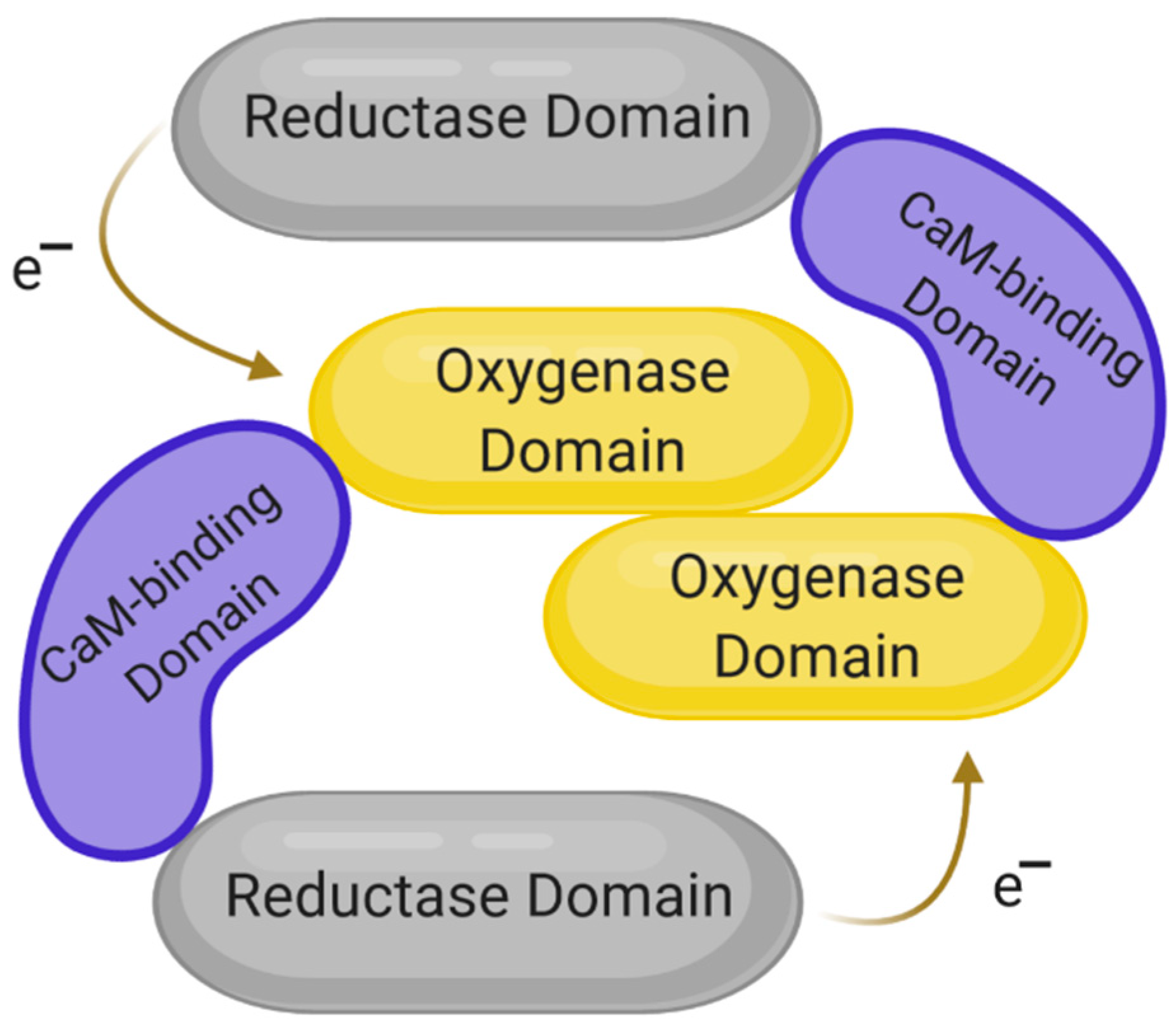 IJMS | Free Full-Text | Human Nitric Oxide Synthase—Its Functions 